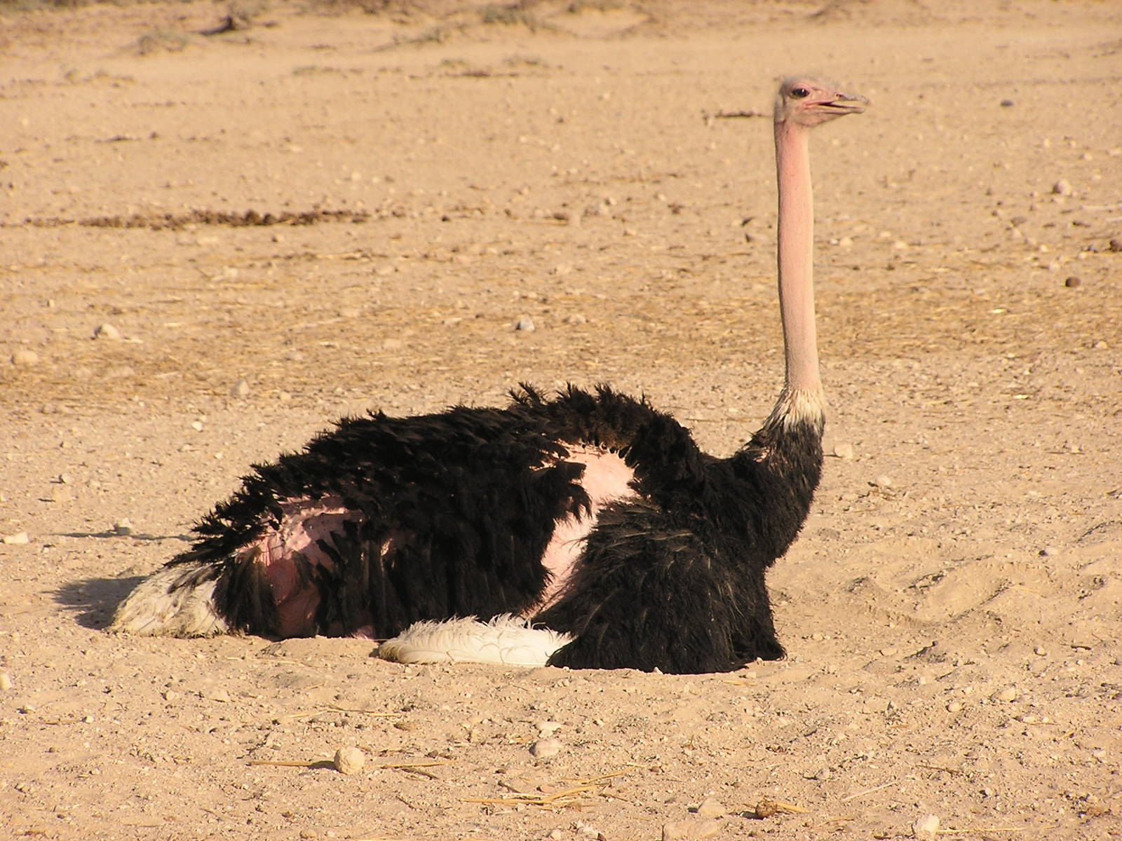 Red-necked ostrich/ Struthio camelus camelus
