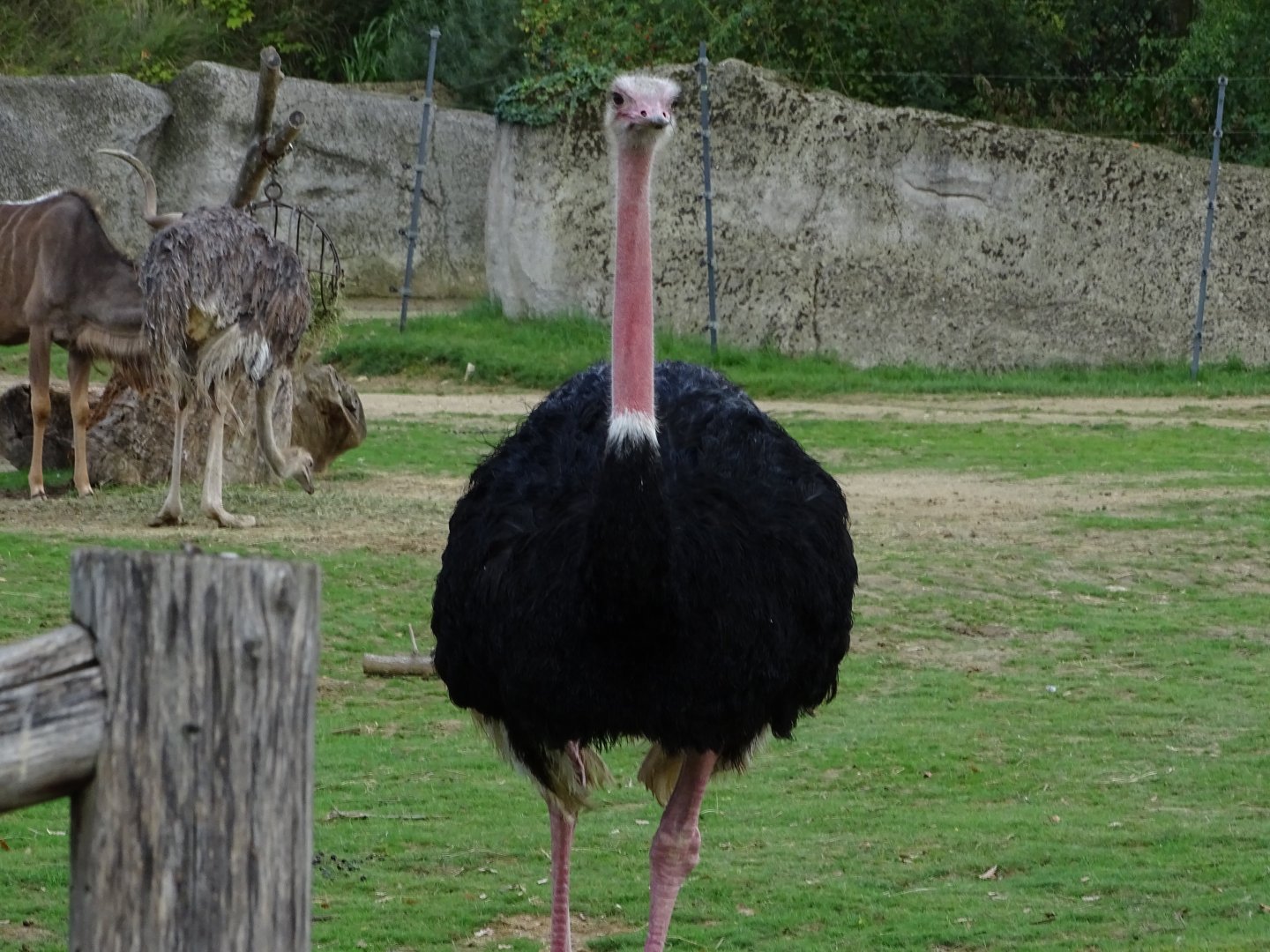 Red-necked ostrich (Struthio camelus camelus)