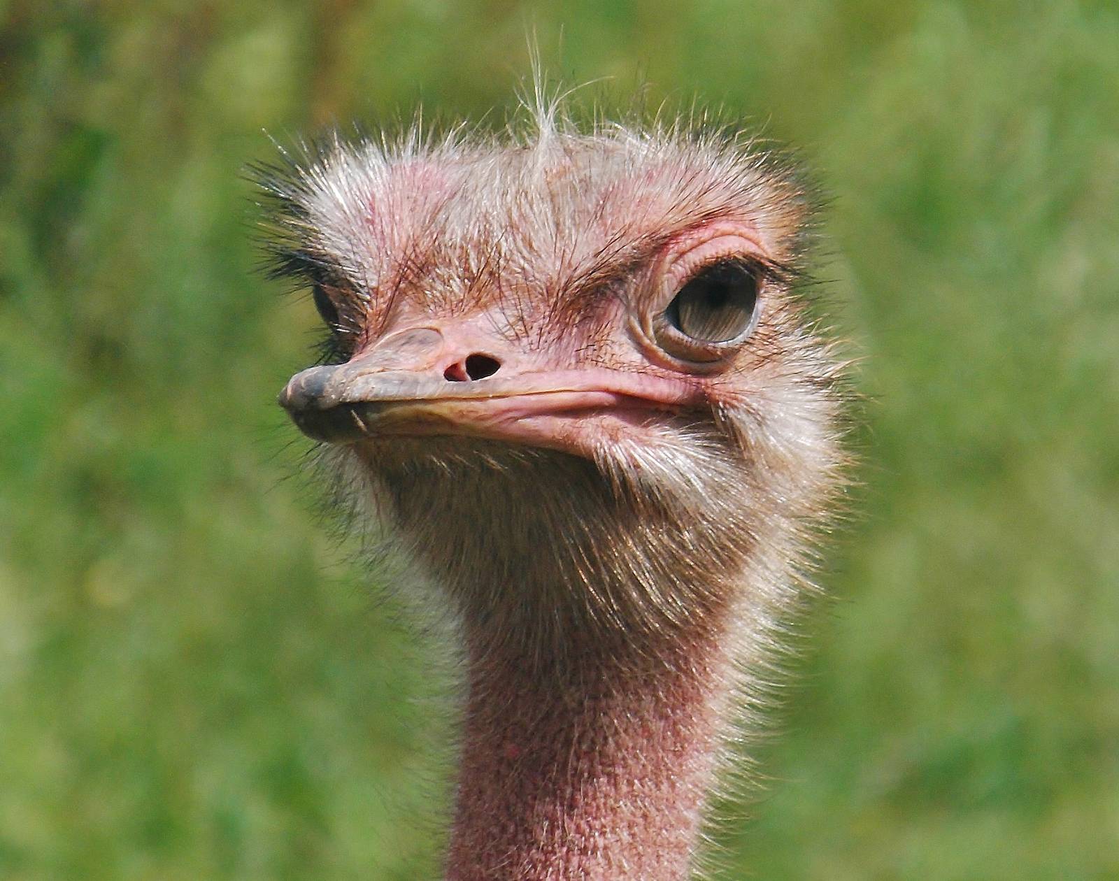 Red-Necked Ostrich