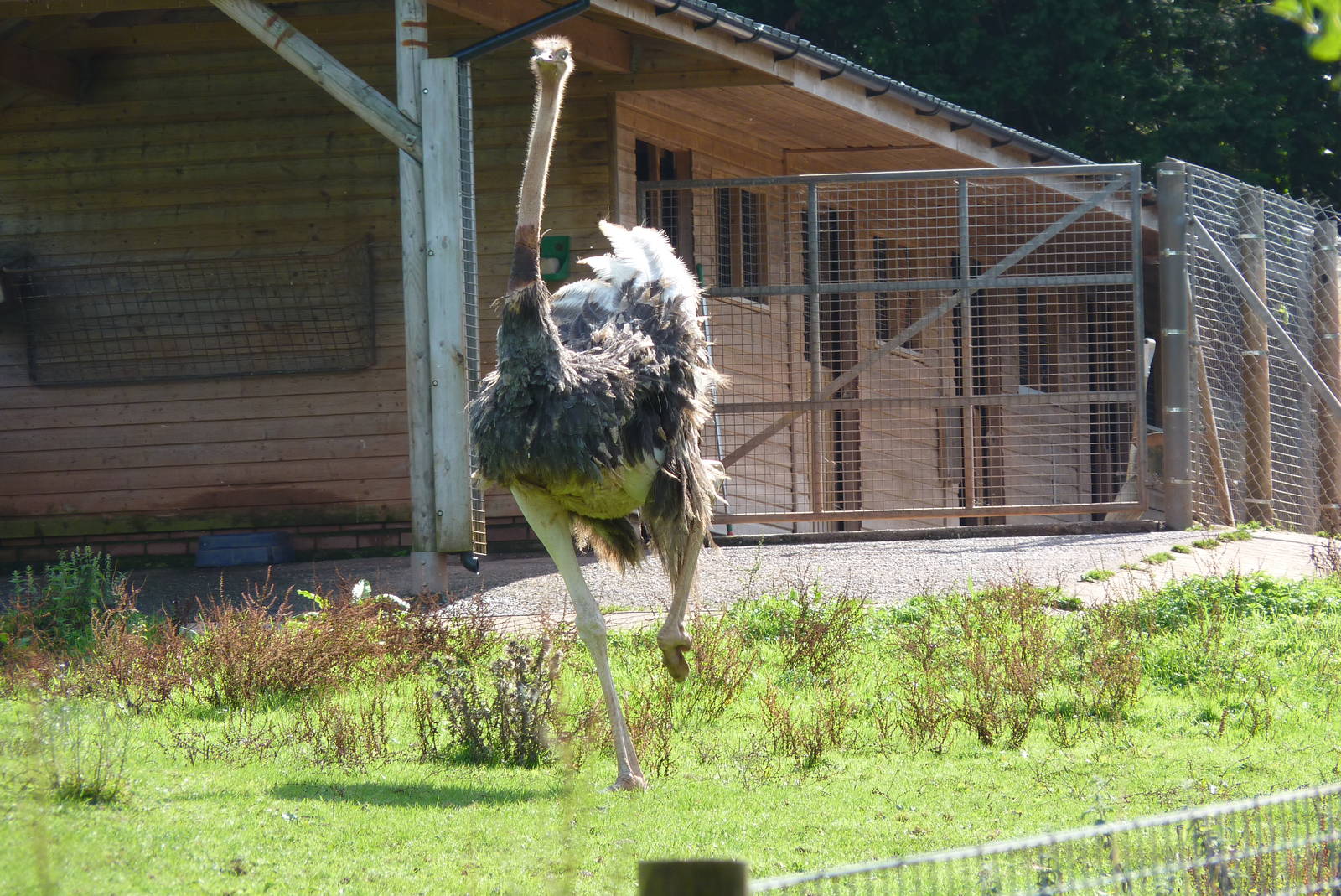 Red-necked Ostrich