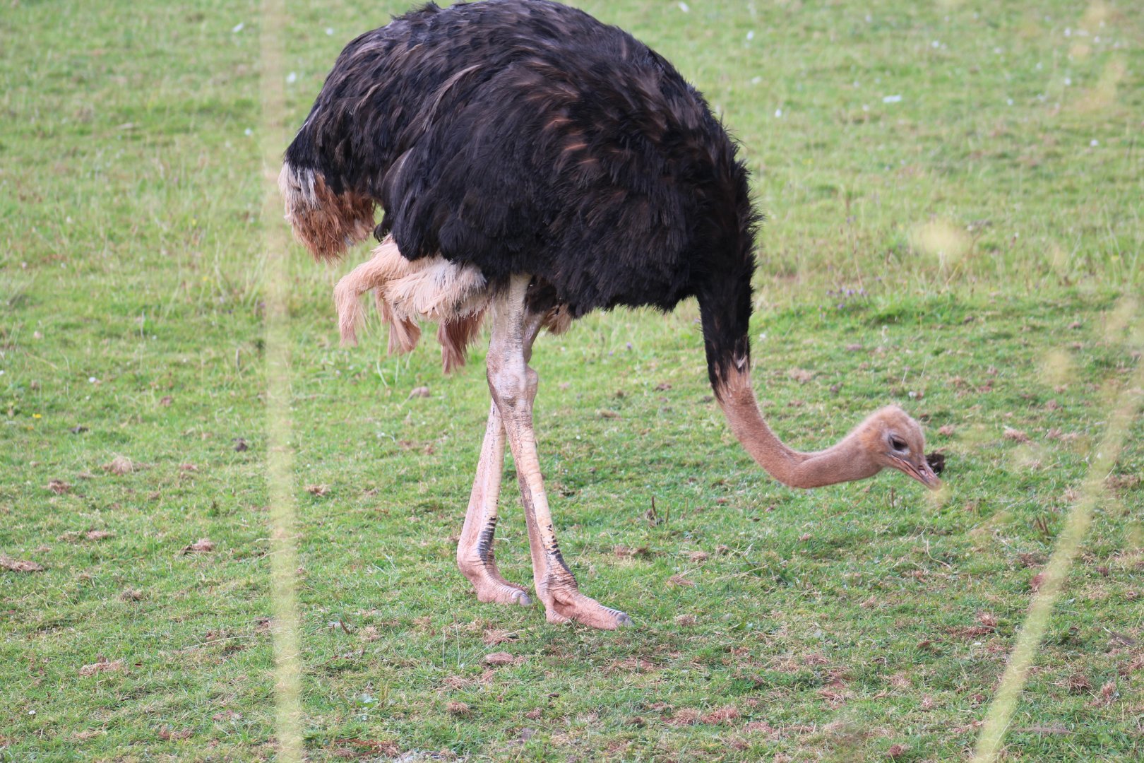 Red-Necked Ostrich