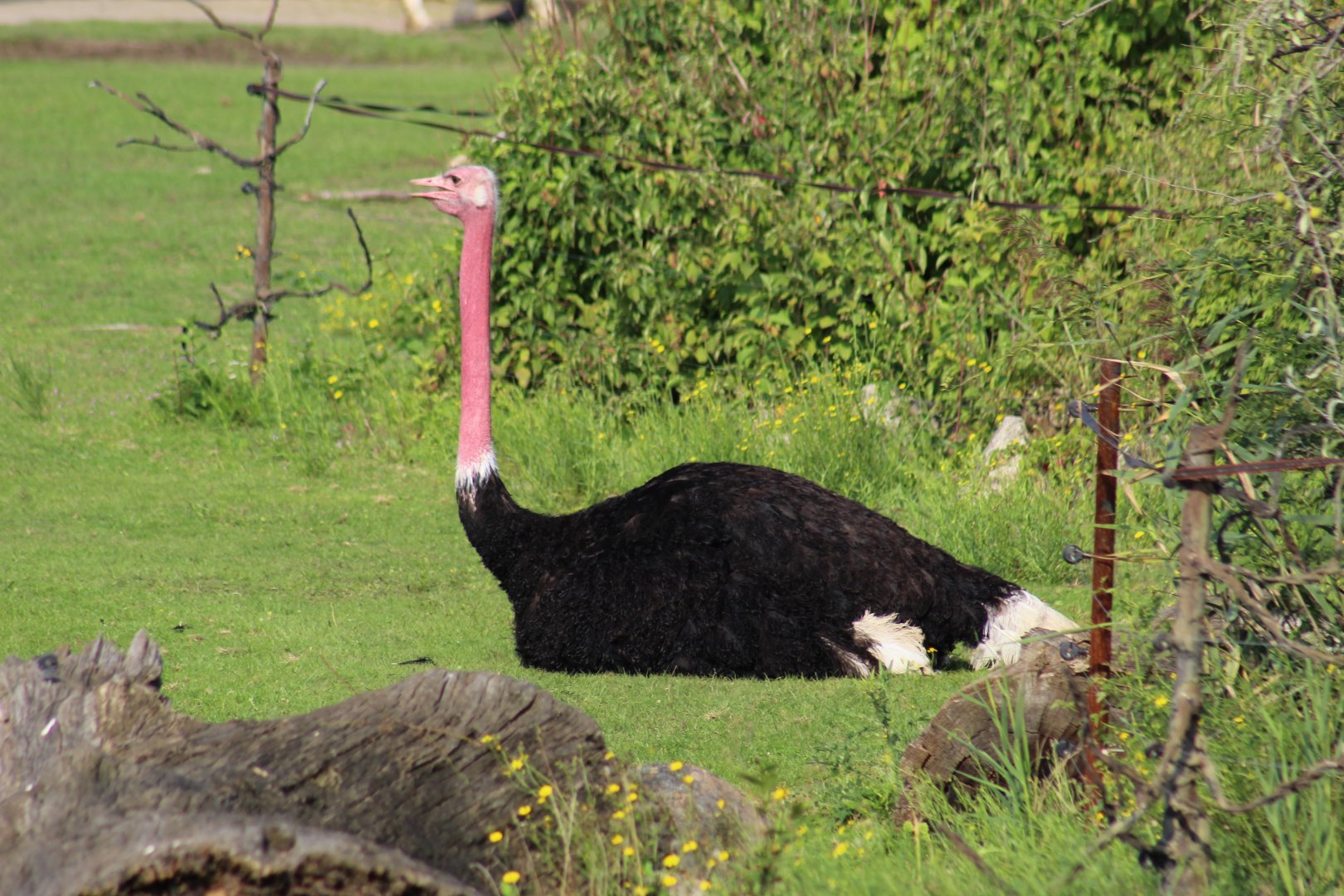 Red-Necked Ostrich