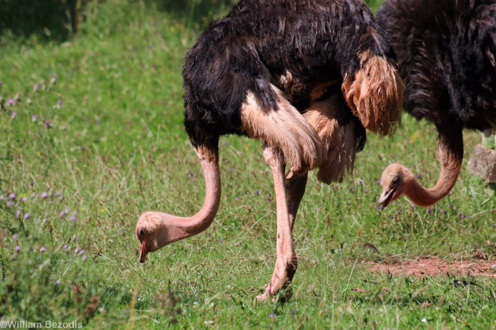 Red-necked Ostriches