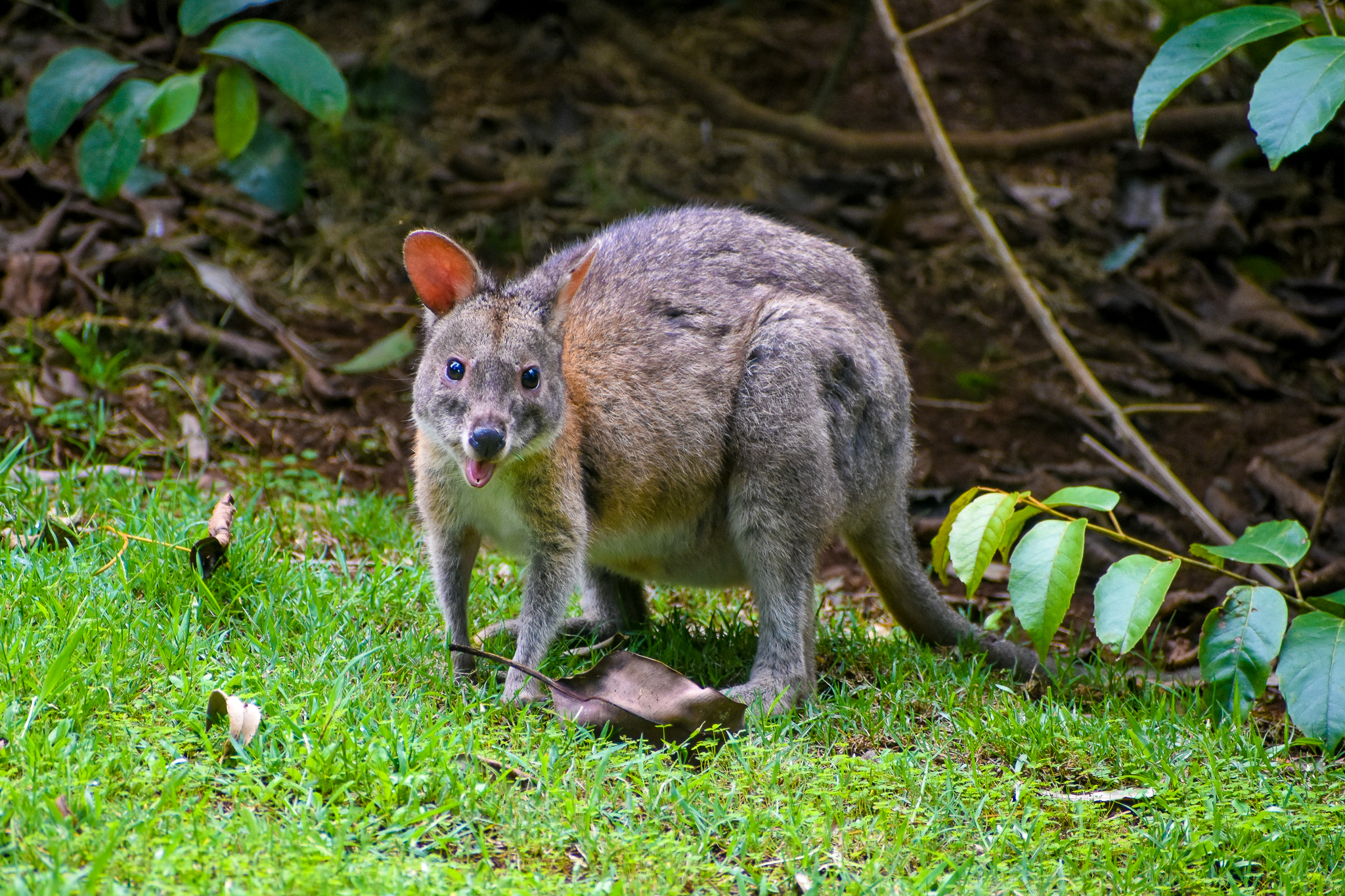 Red-necked Pademelon Joey