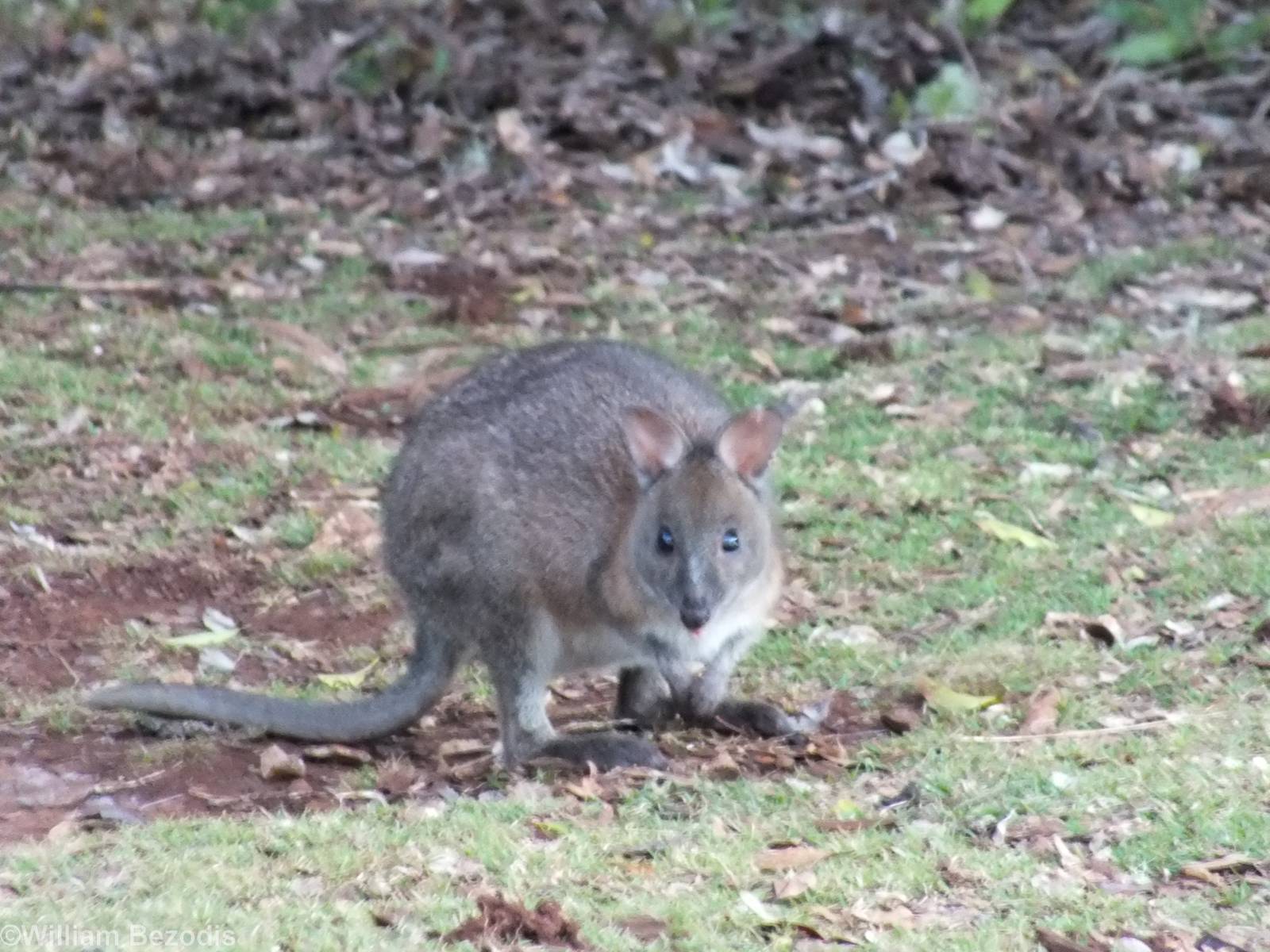 Red-necked Pademelon - Lamington National Park