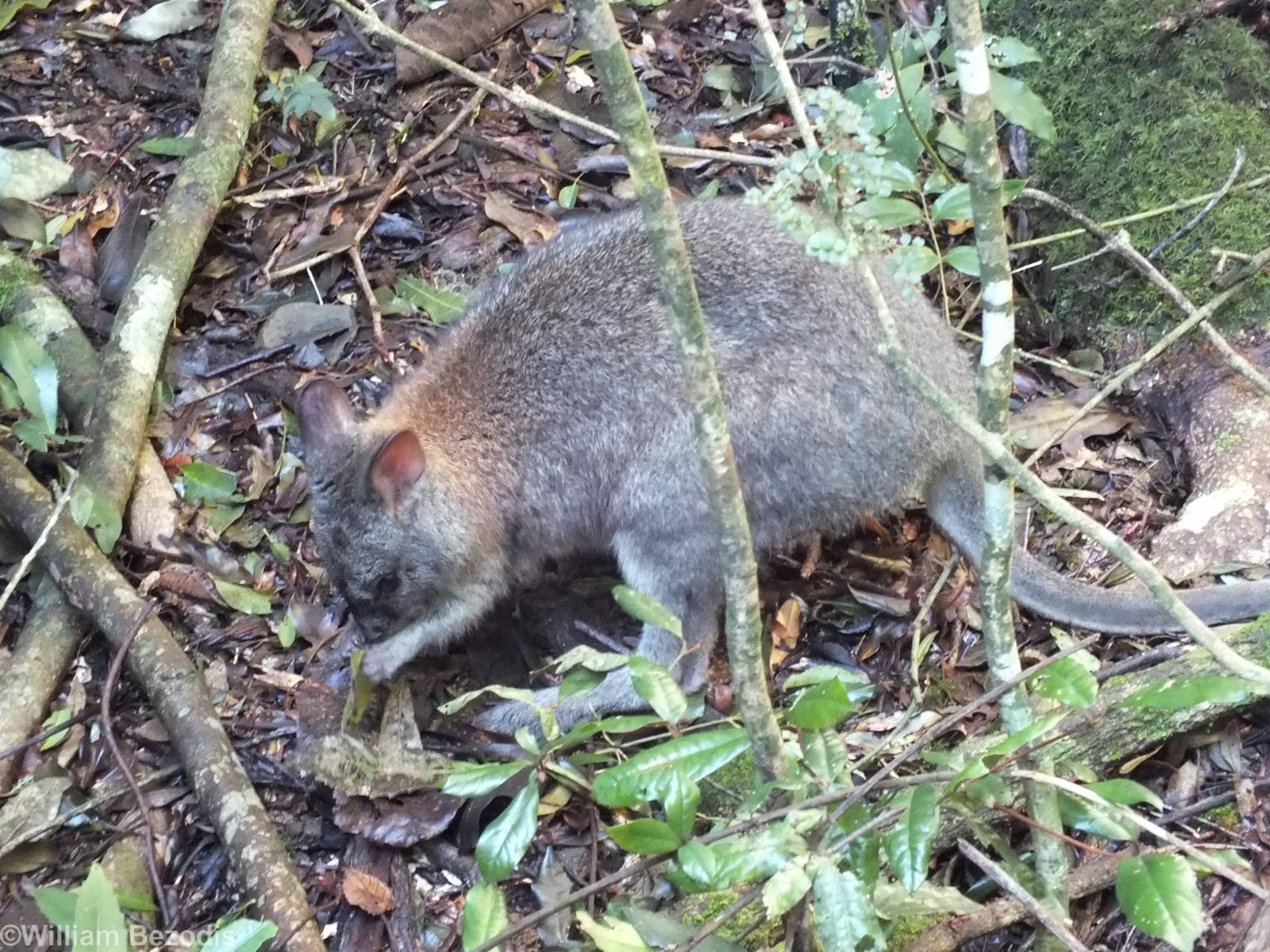 Red-necked Pademelon - Lamington National Park