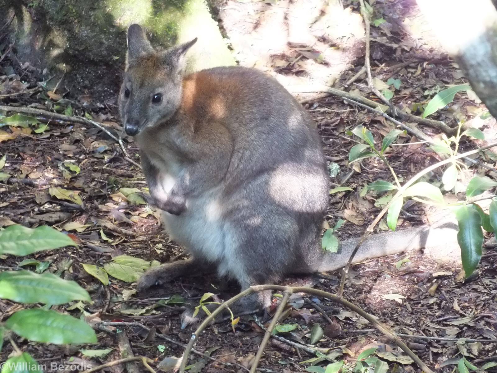 Red-necked Pademelon  - Lamington National Park