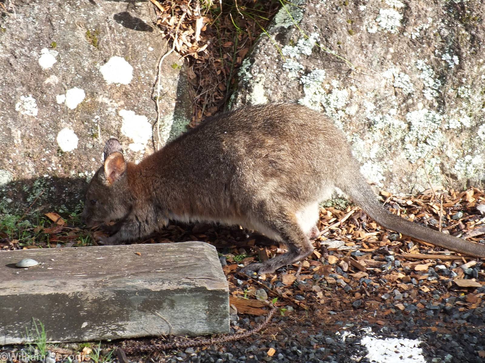 Red-necked Pademelon - Lamington National Park