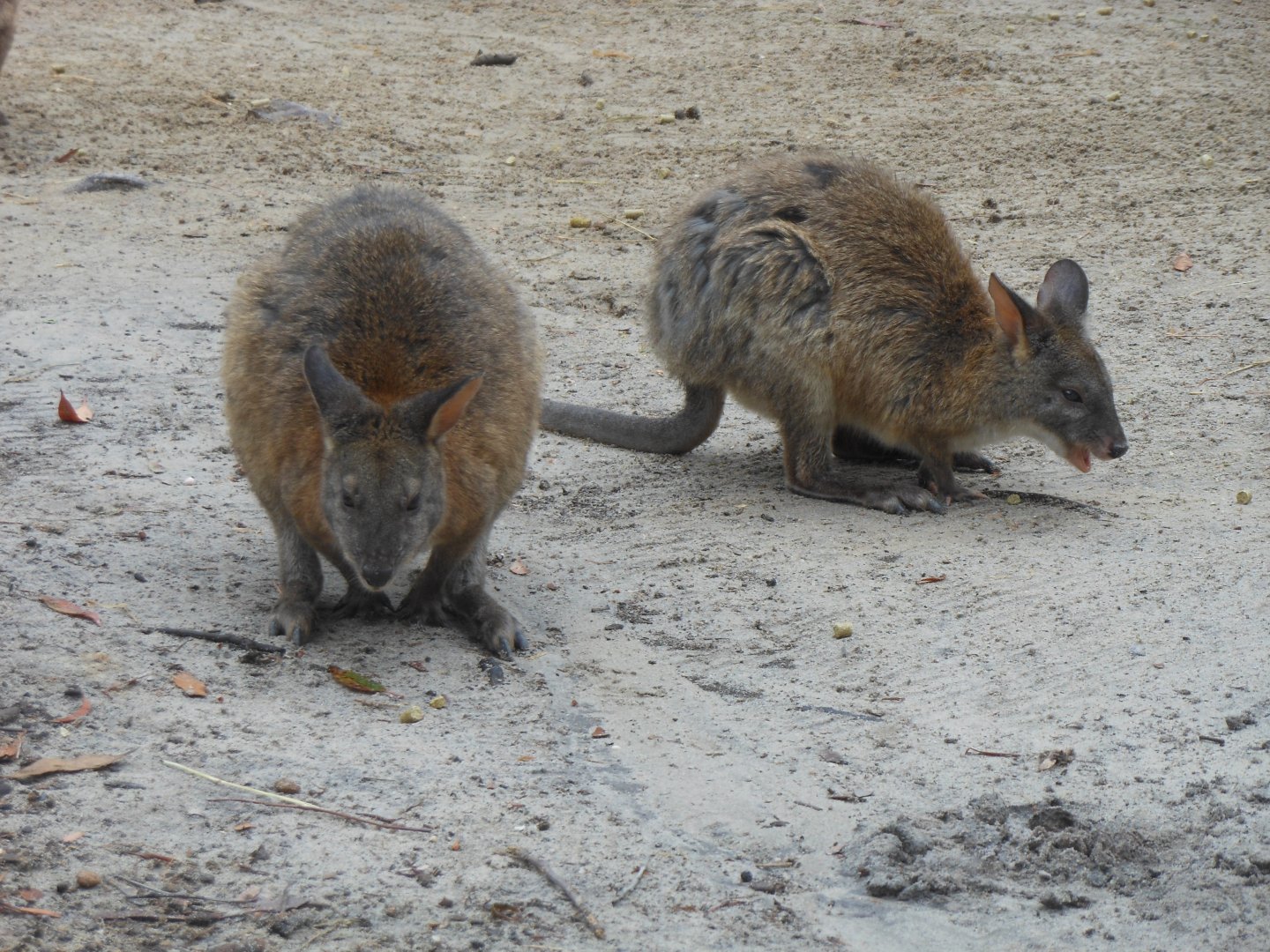 Red-necked Pademelon (Thylogale thetis