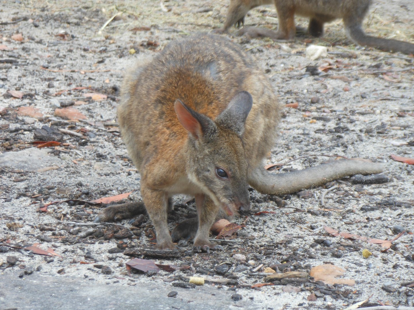 Red-necked Pademelon (Thylogale thetis