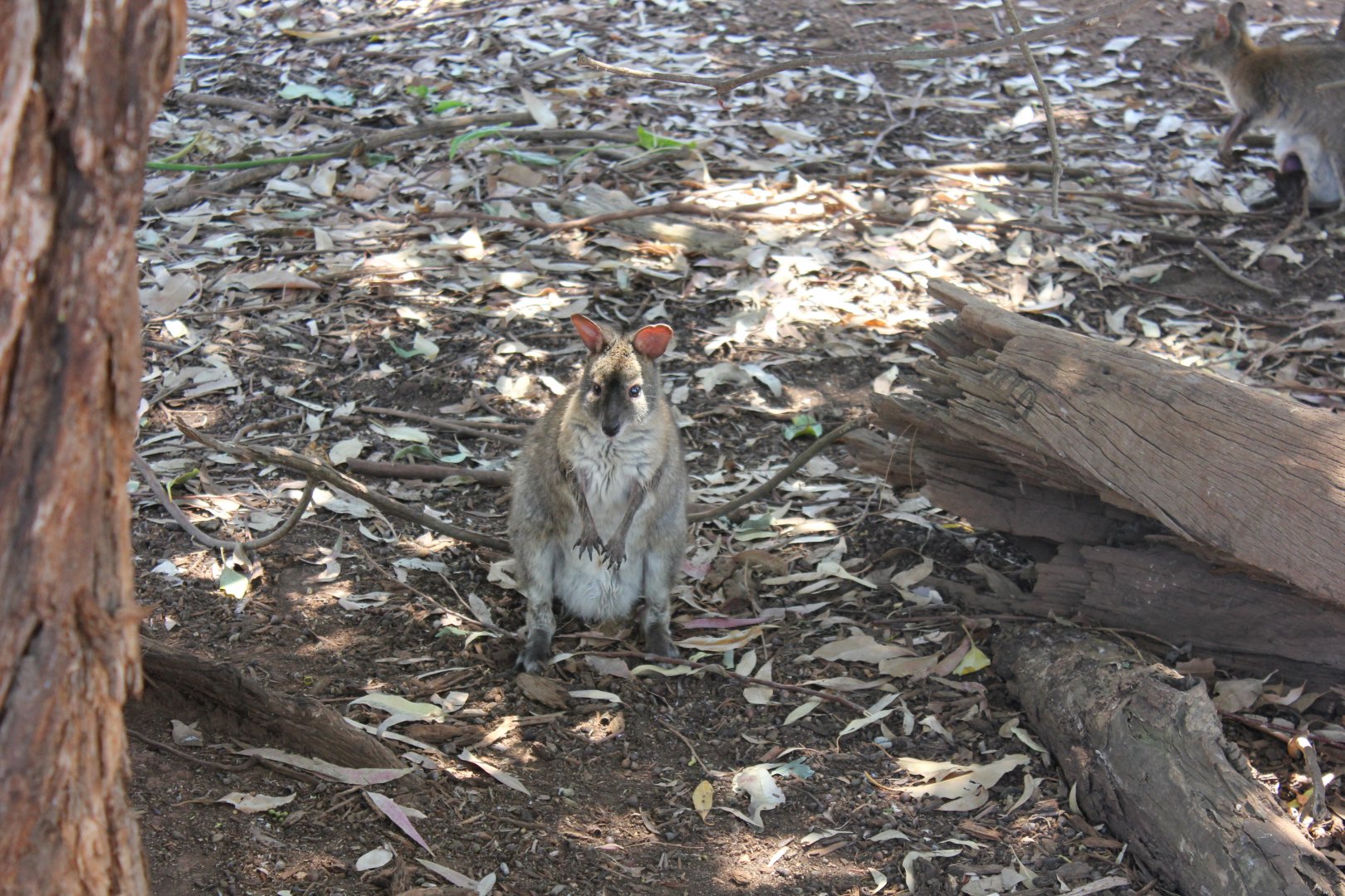Red-necked Pademelon (Thylogale thetis)