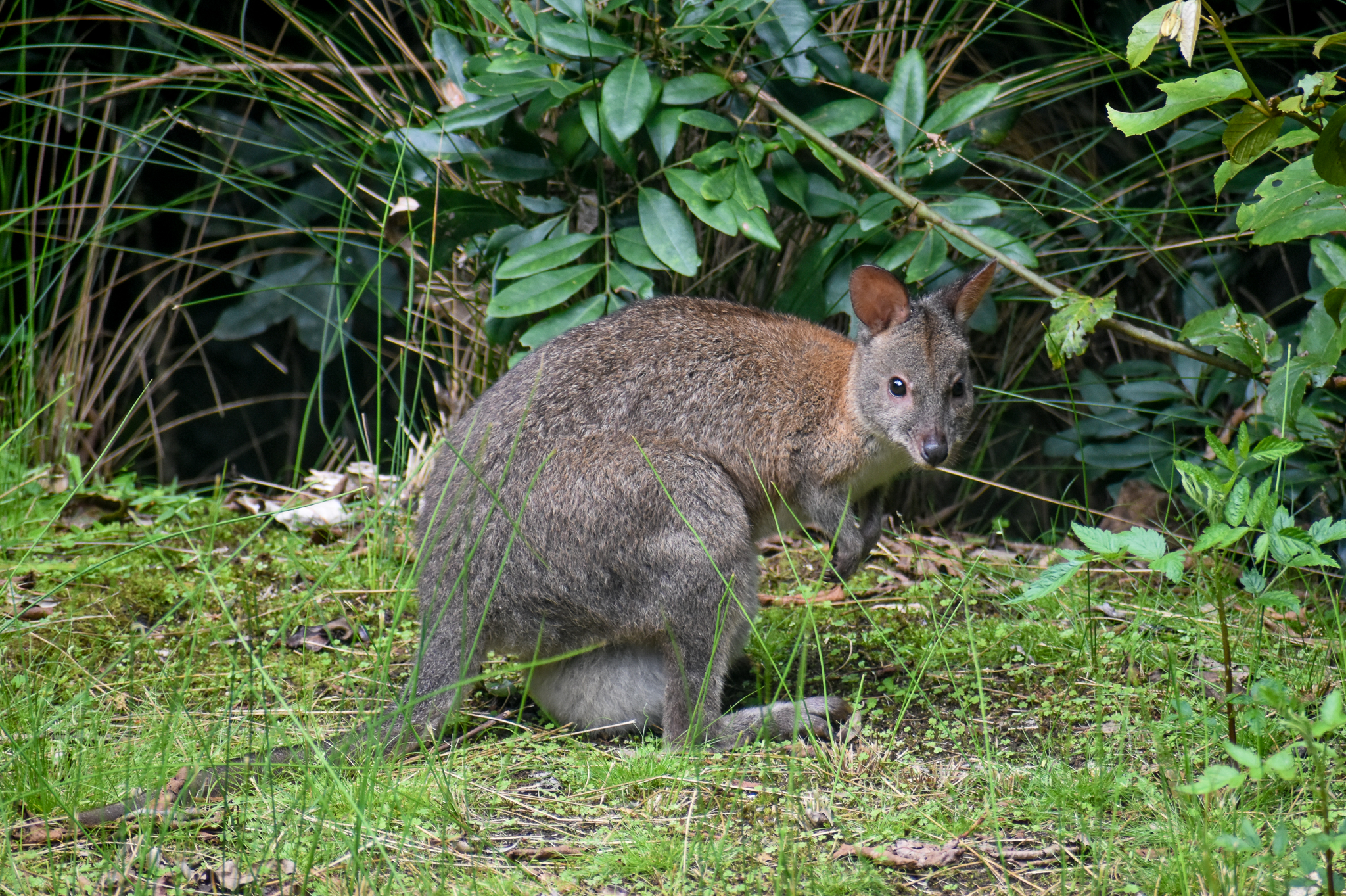 Red-necked Pademelon with pouch young