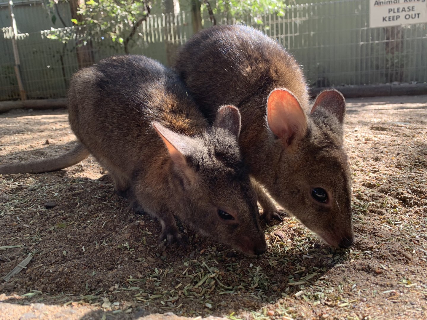 Red-necked Pademelon