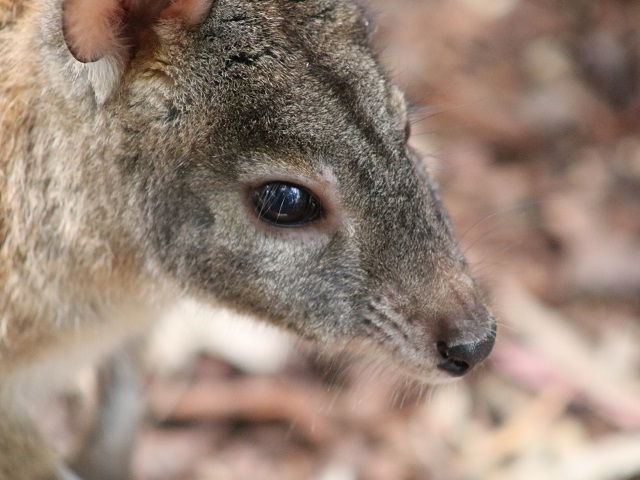 Red-necked Pademelon