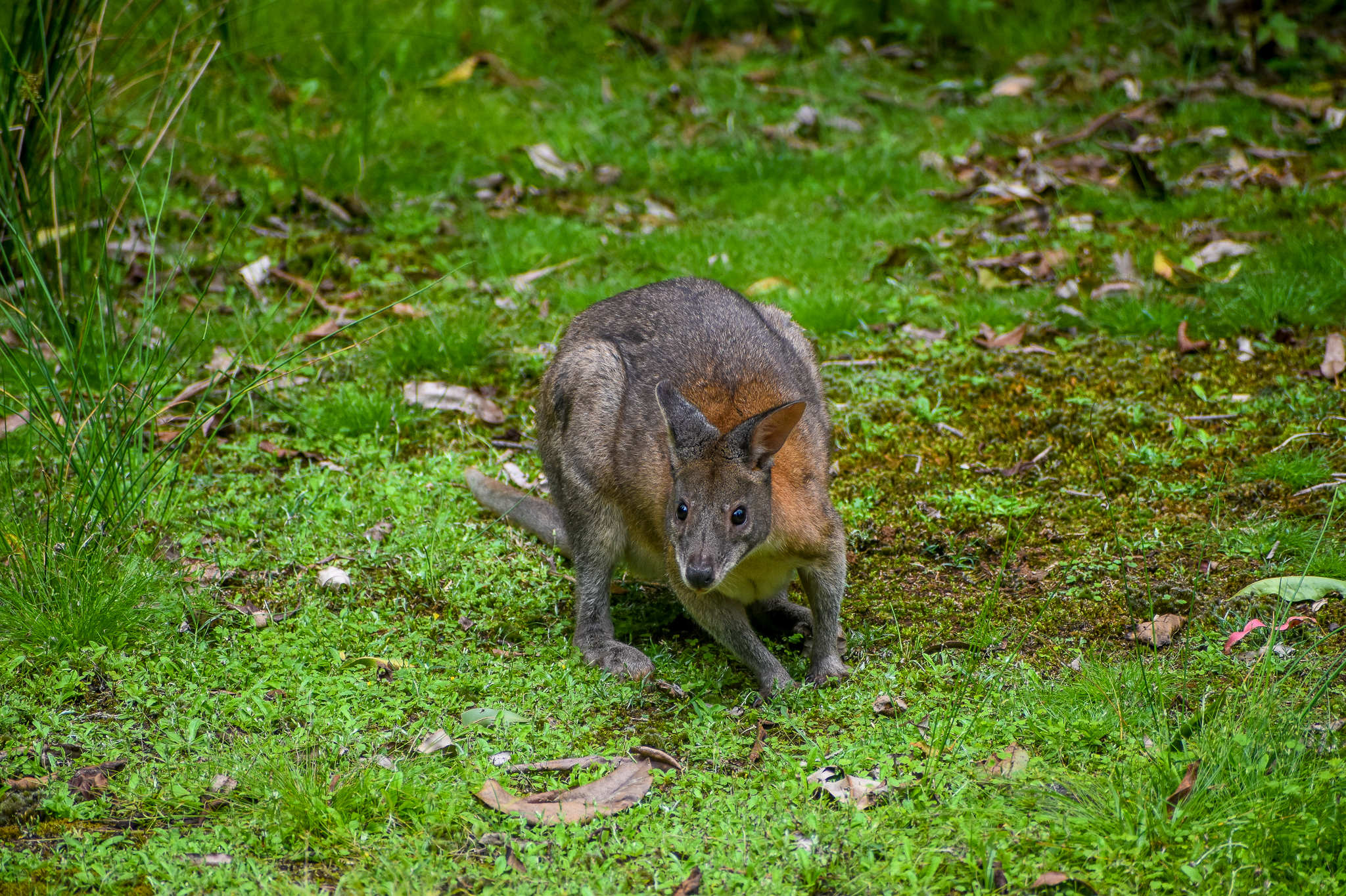 Red-necked Pademelon