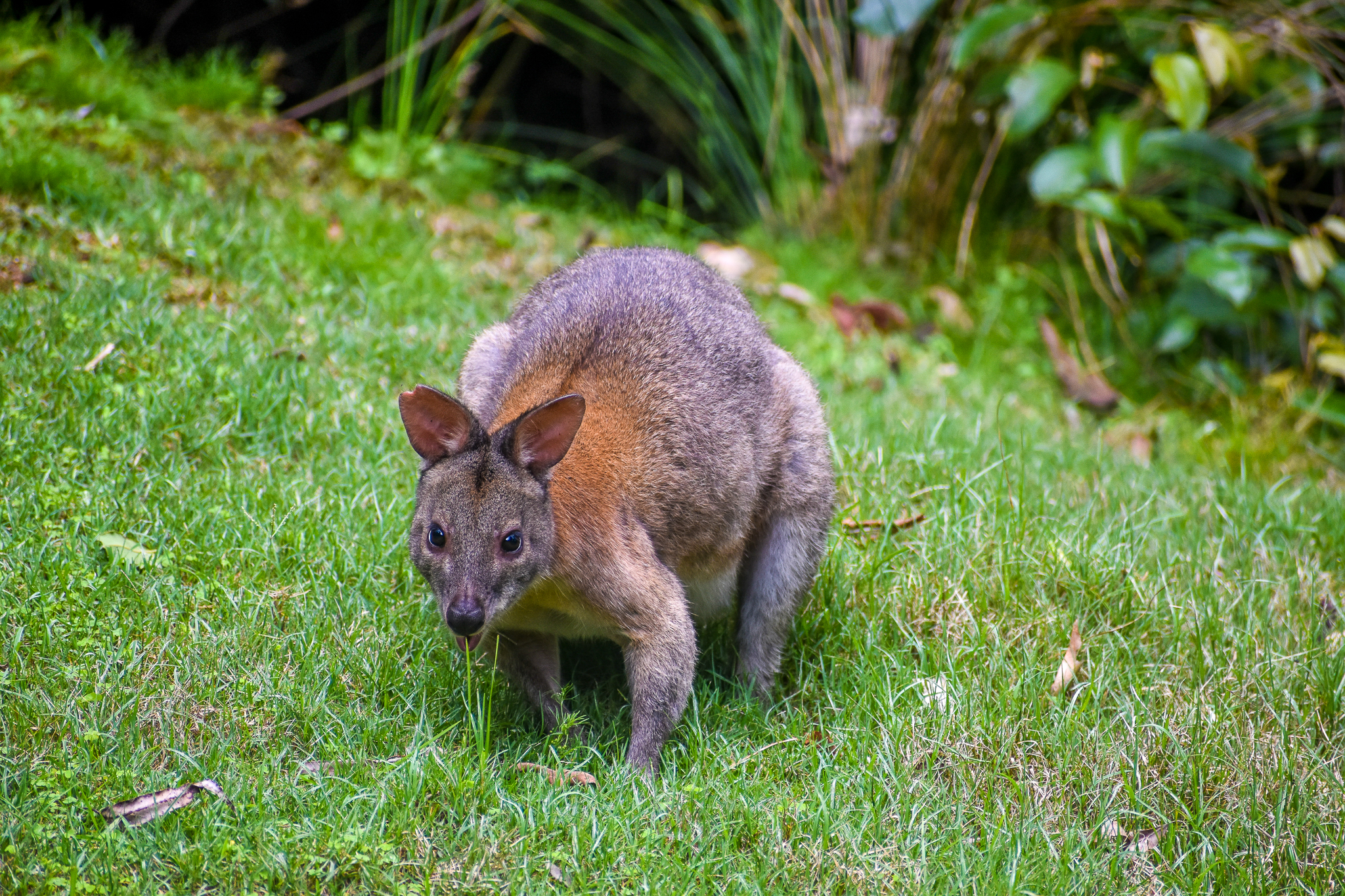 Red-necked Pademelon