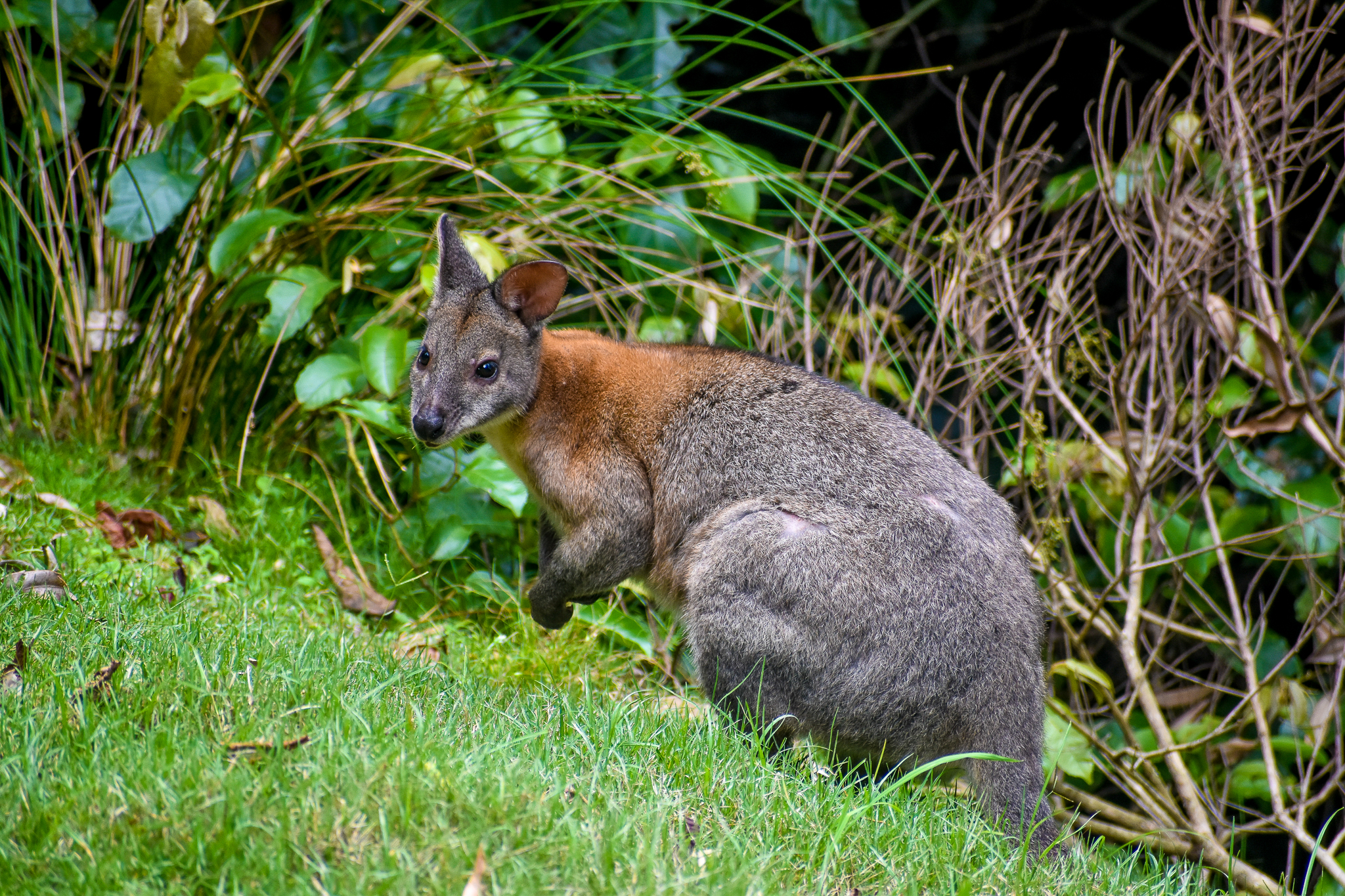 Red-necked Pademelon
