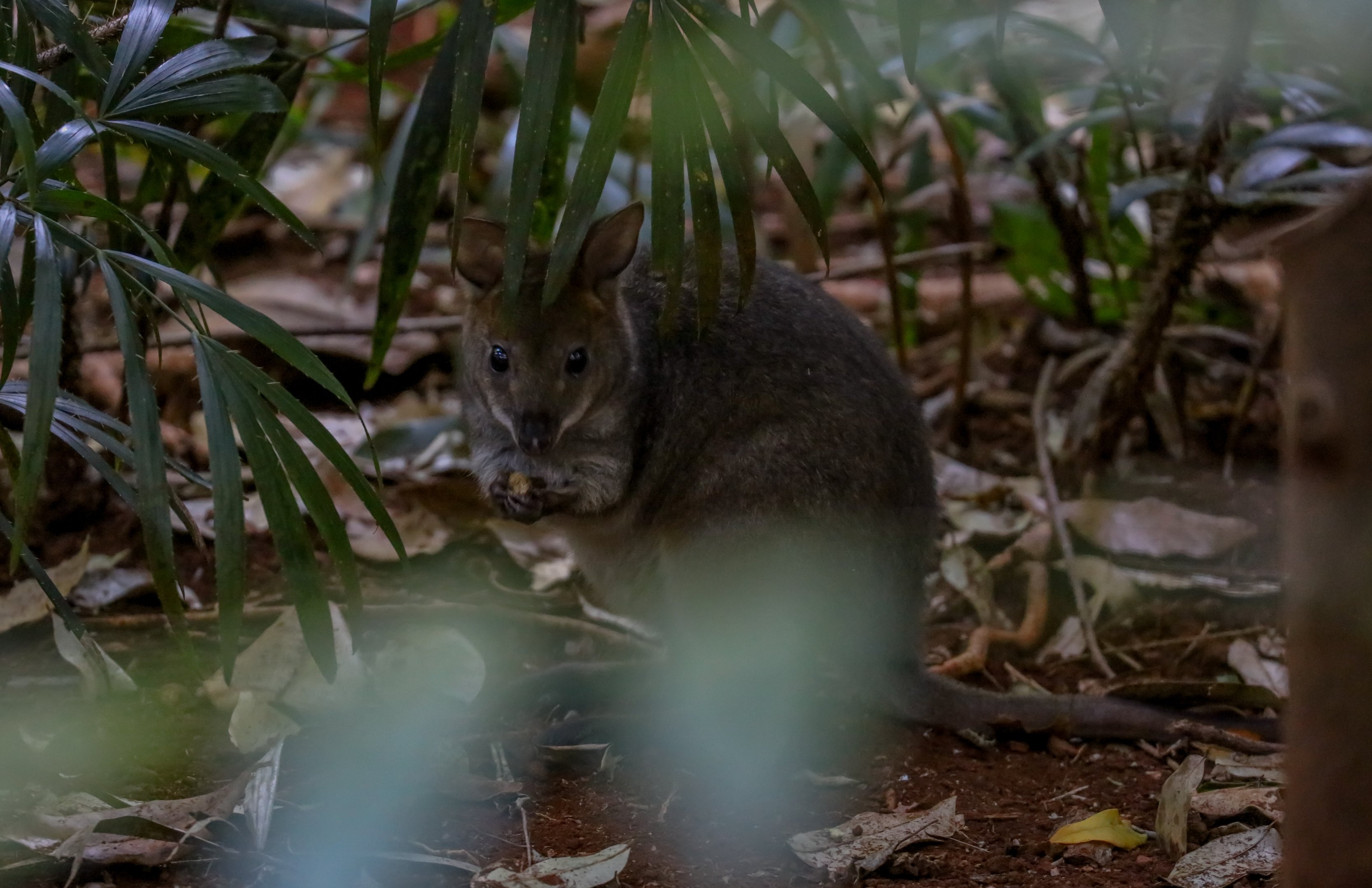 Red-necked Pademelon