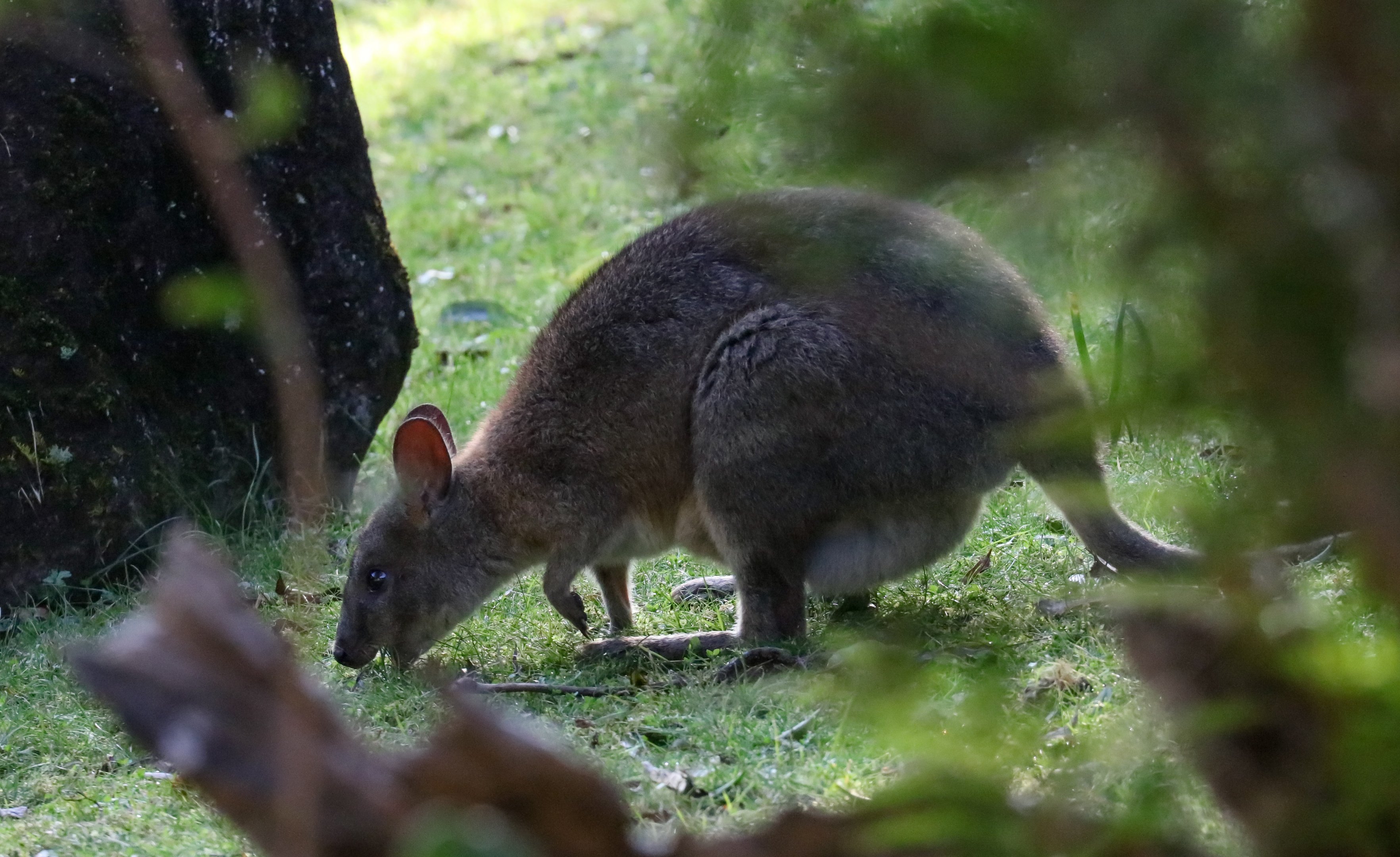 Red-necked Pademelon