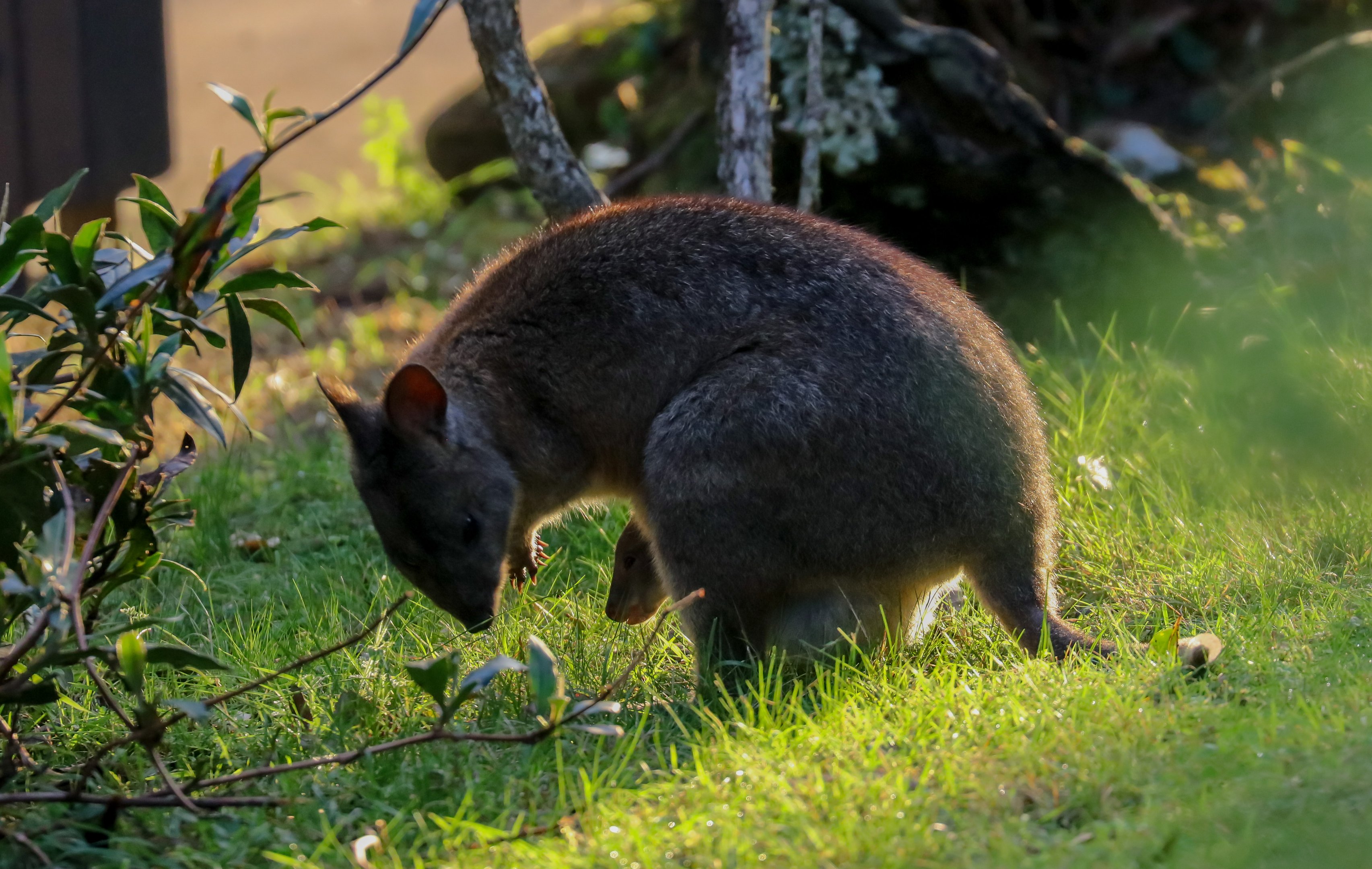 Red-necked Pademelon