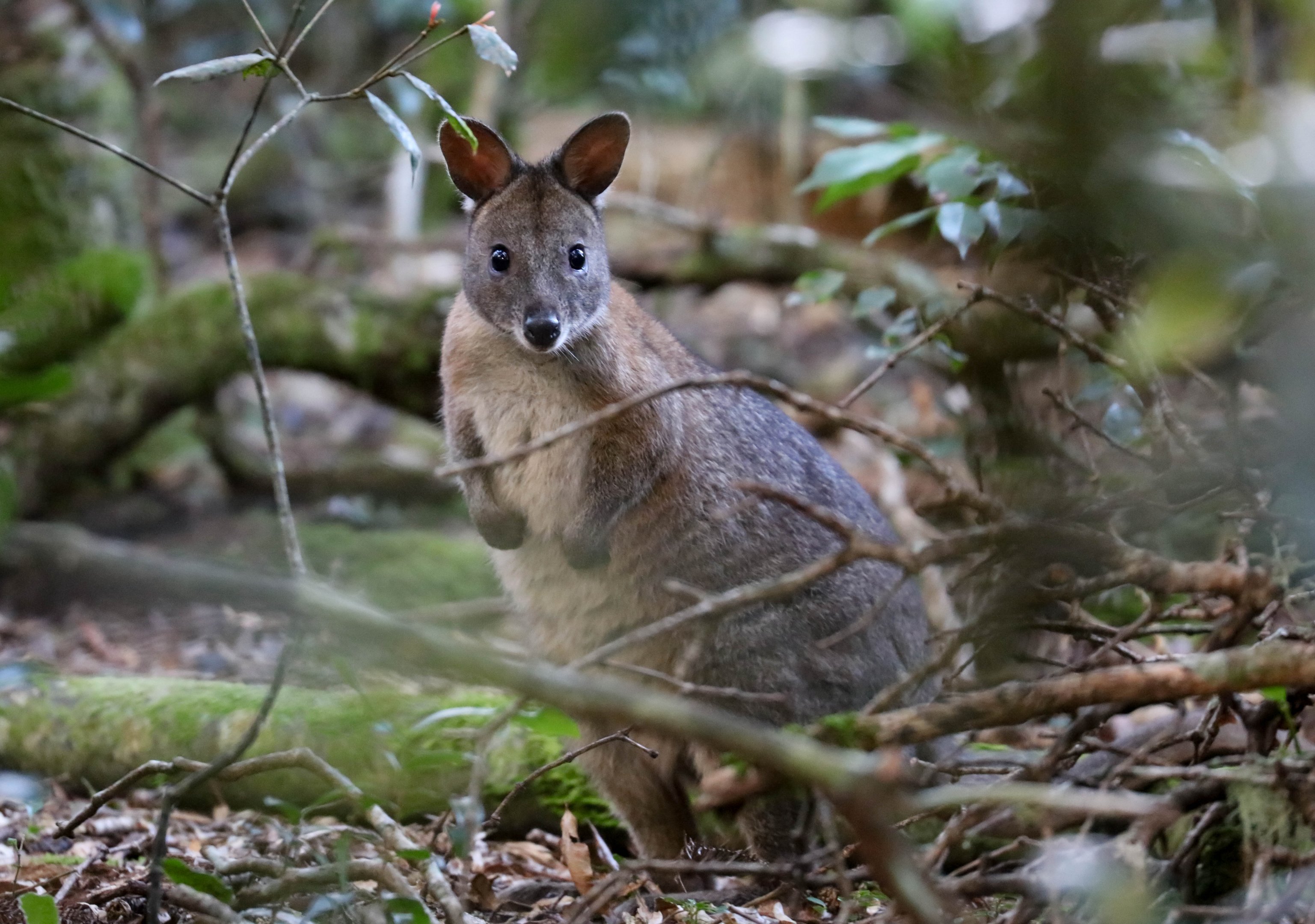 Red-necked Pademelon