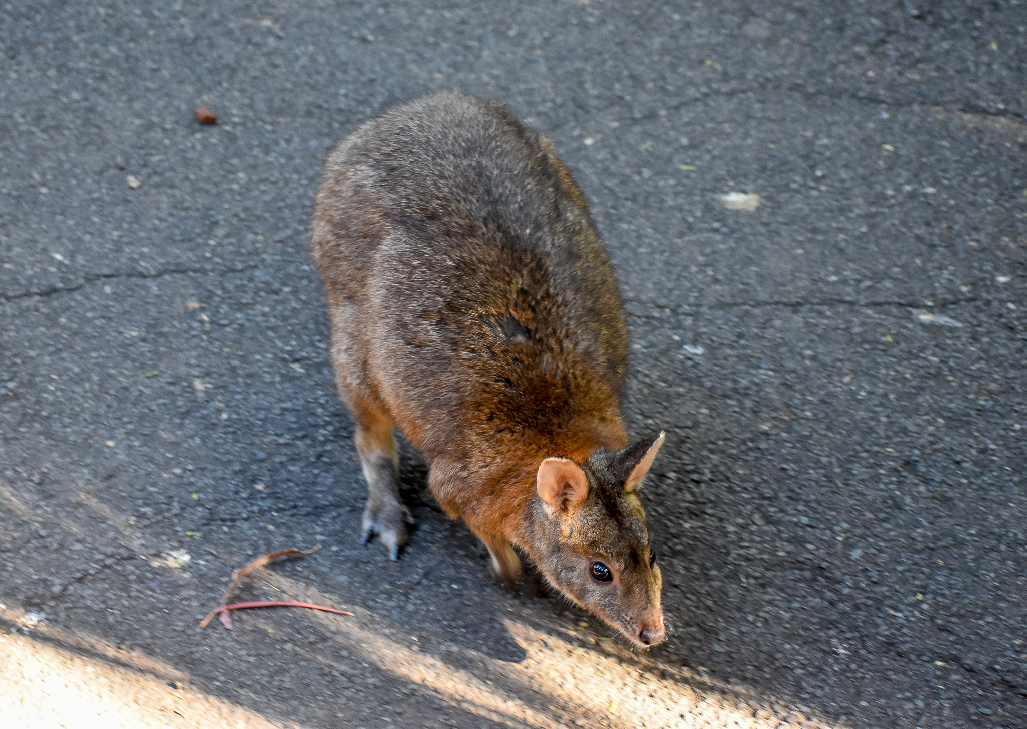 Red-necked Pademelon