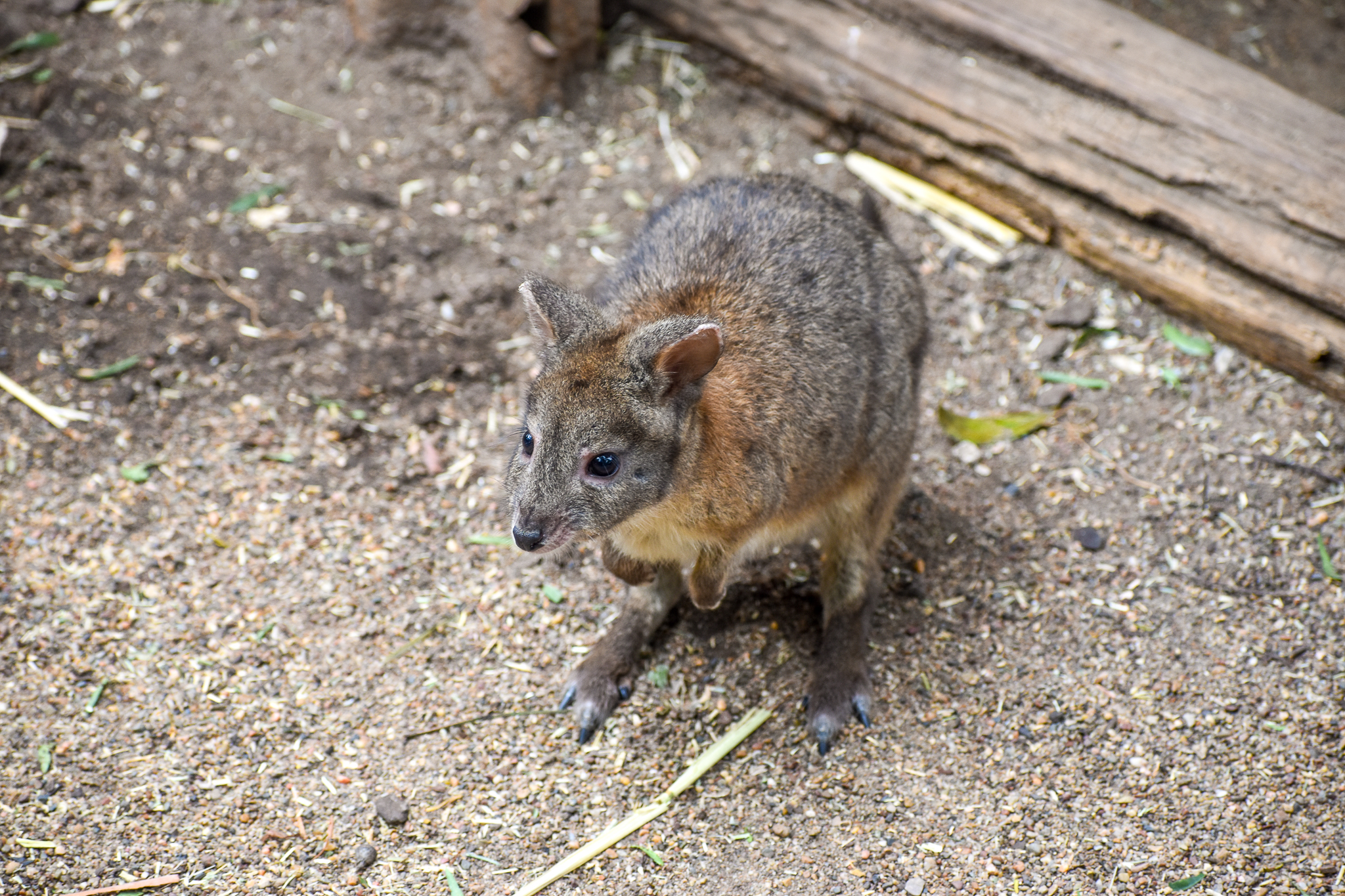 Red-necked Pademelon