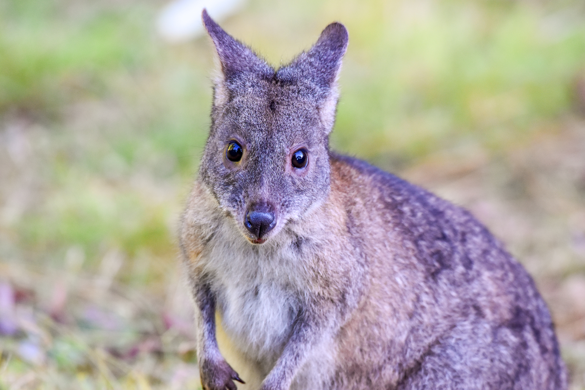 Red-necked Pademelon