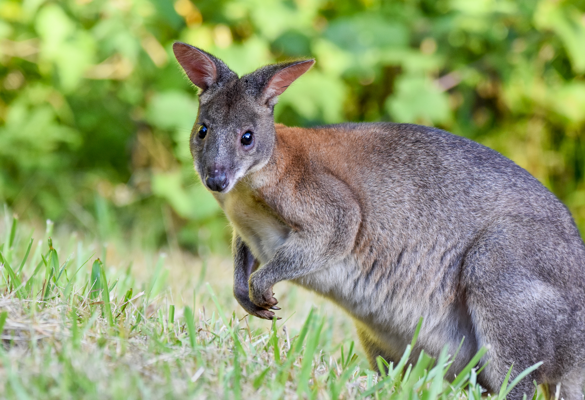 Red-necked Pademelon