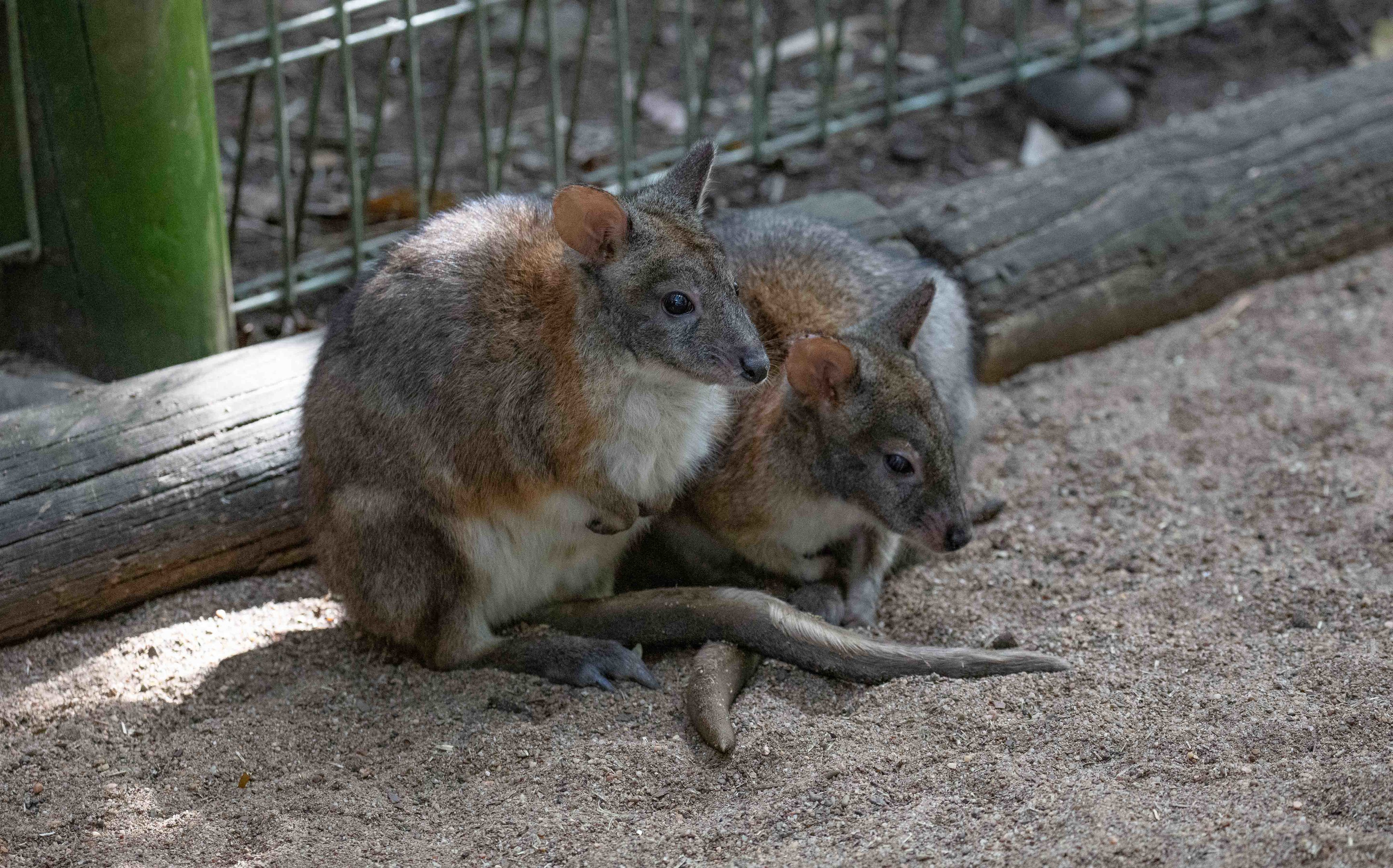 Red-necked Pademelon