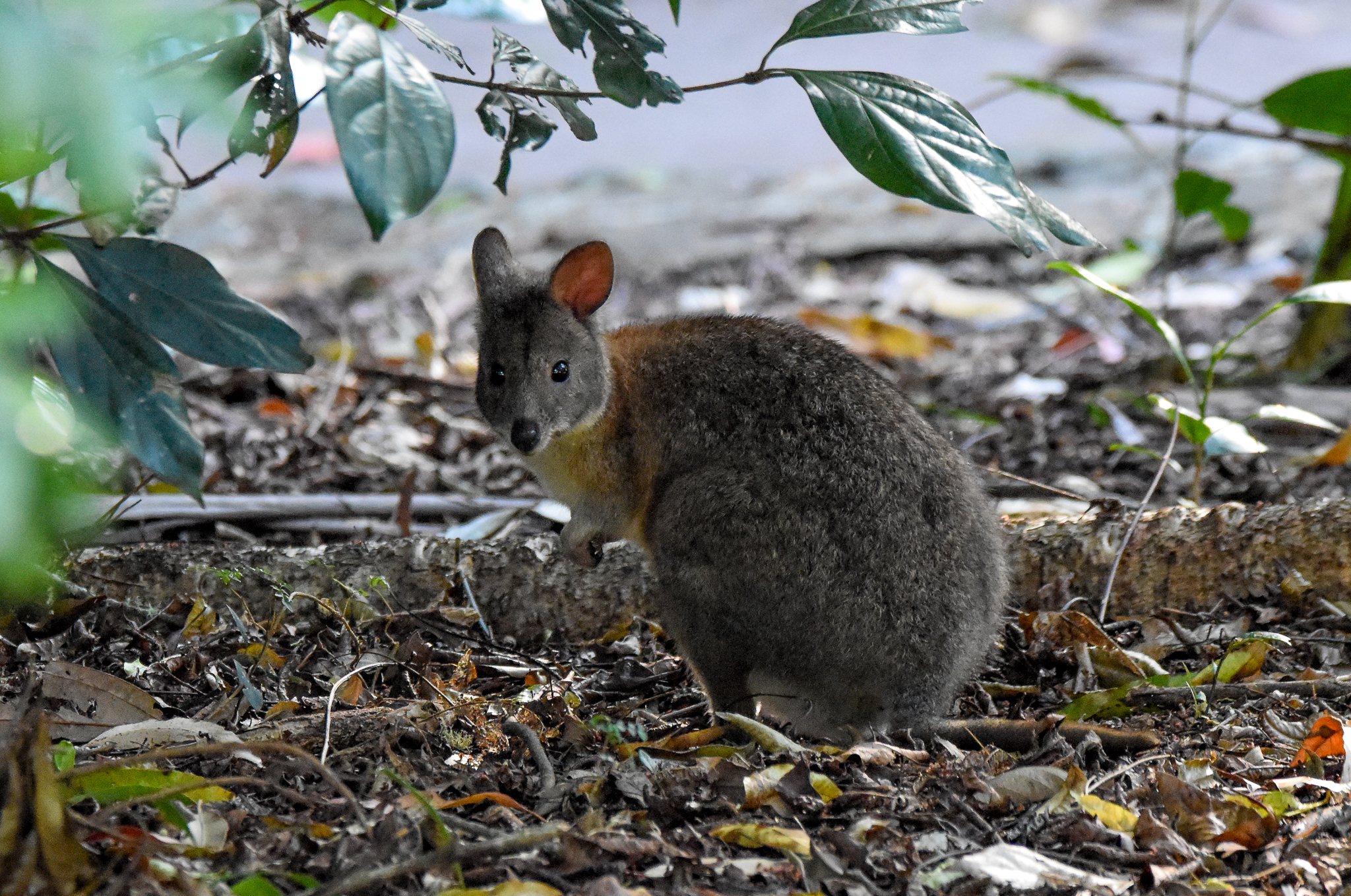 Red-necked Pademelon