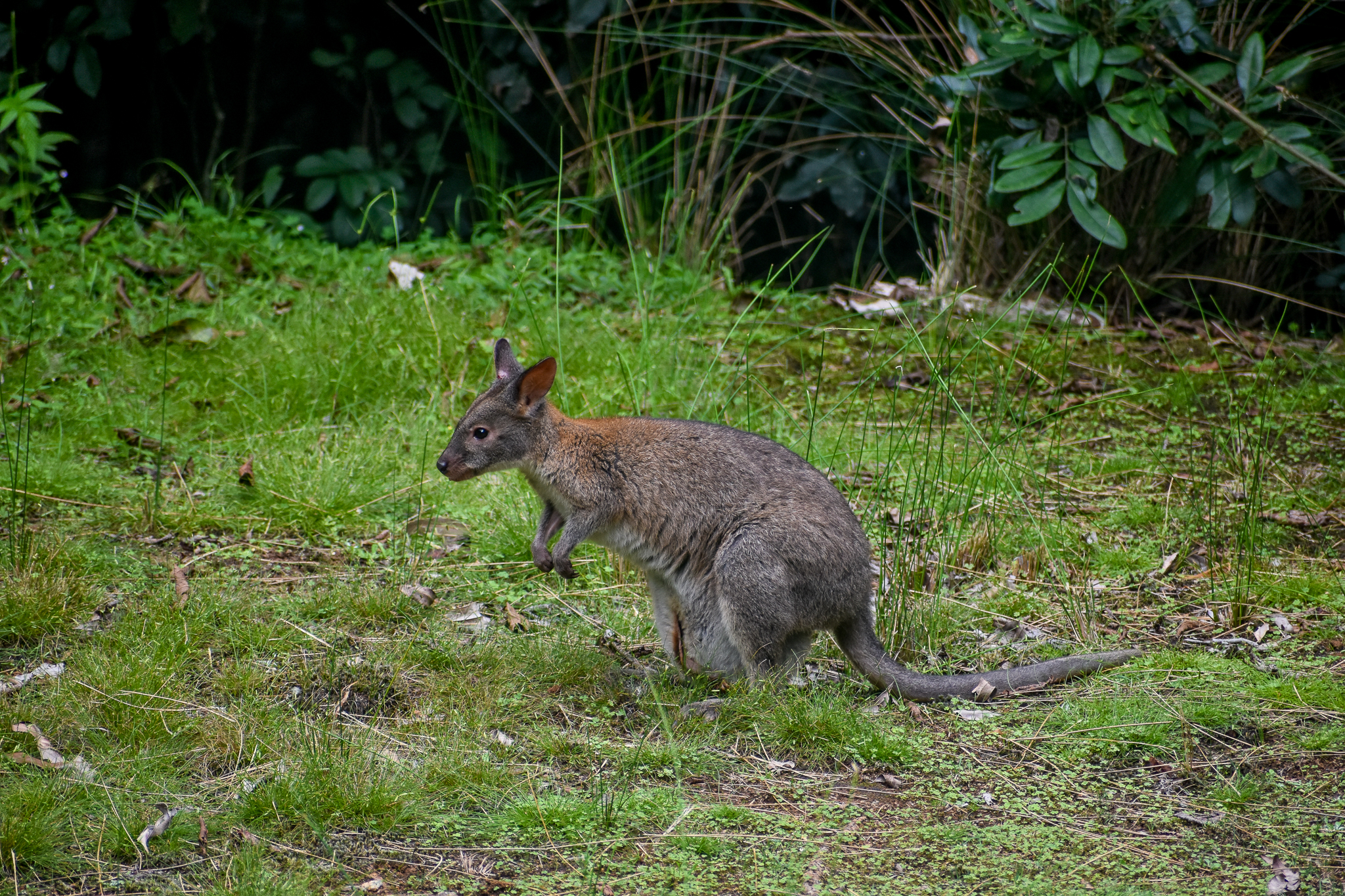 Red-necked Pademelon