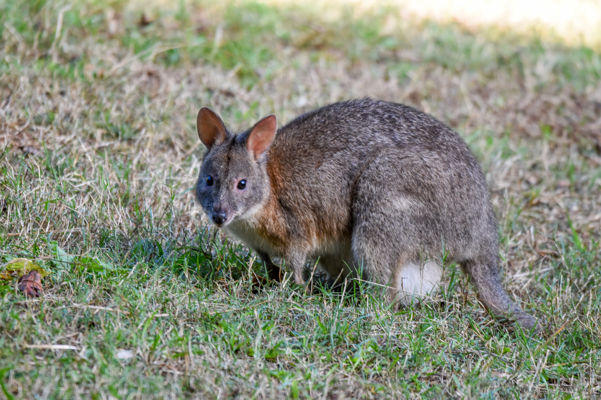 Red-necked Pademelon