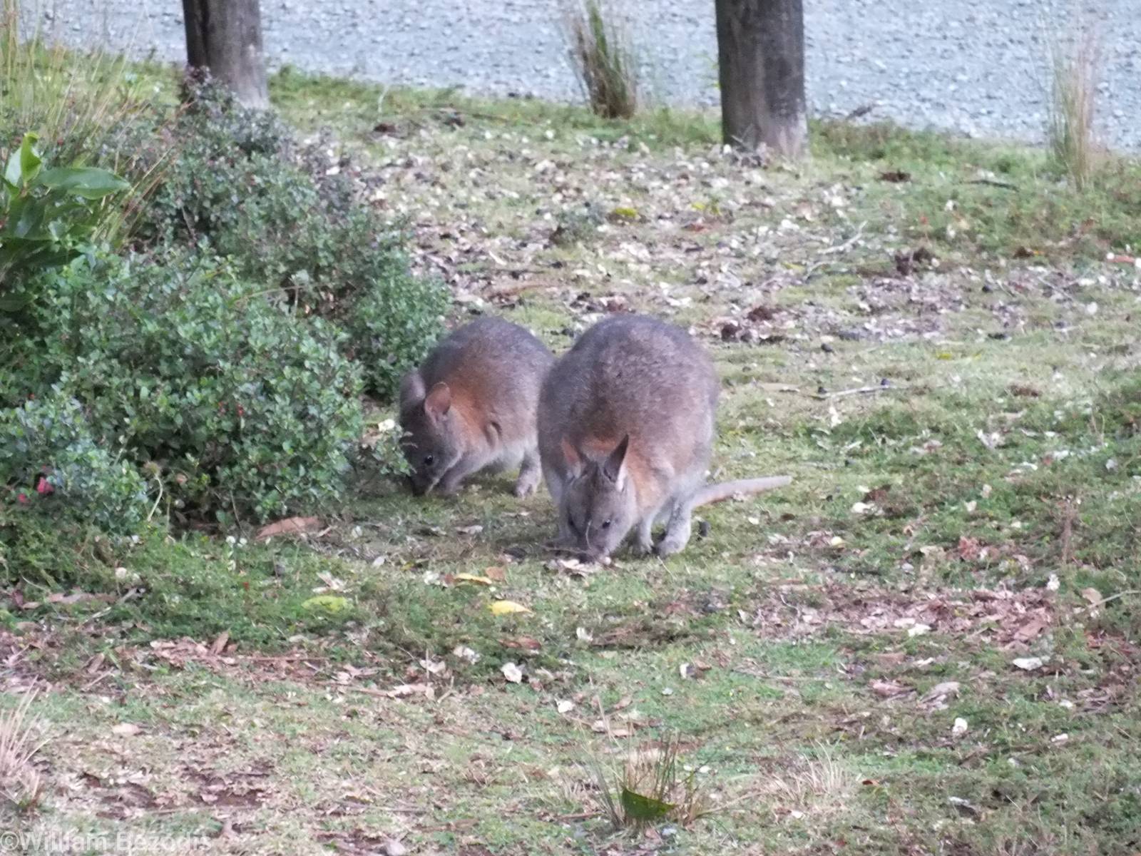 Red-necked Pademelons - Lamington National Park