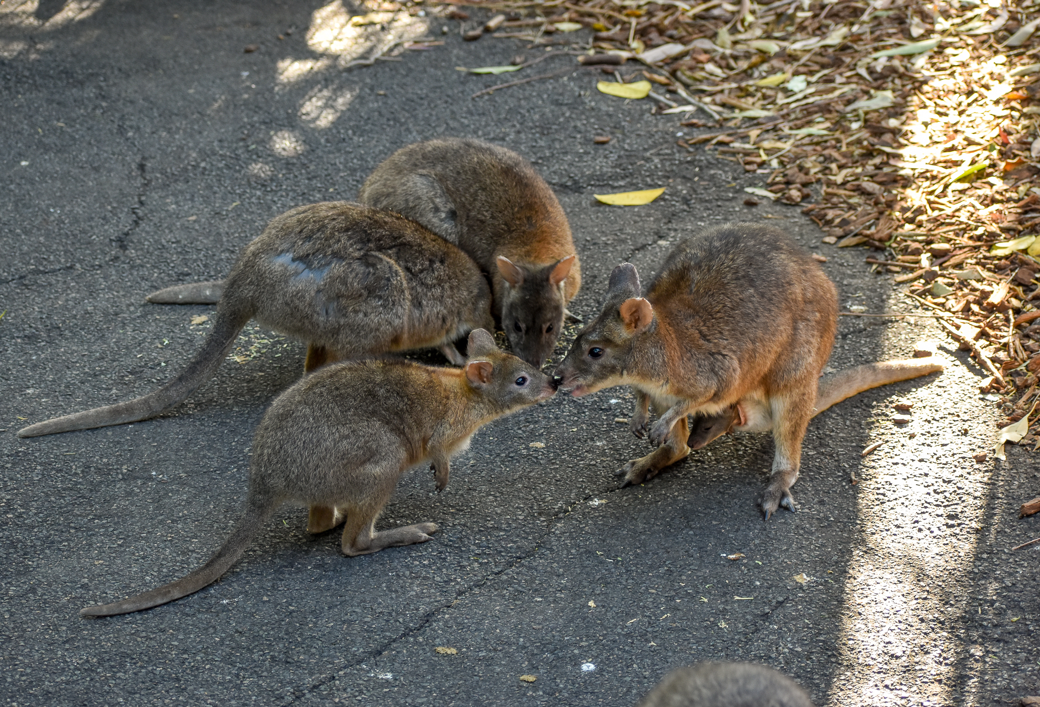 Red-necked Pademelons