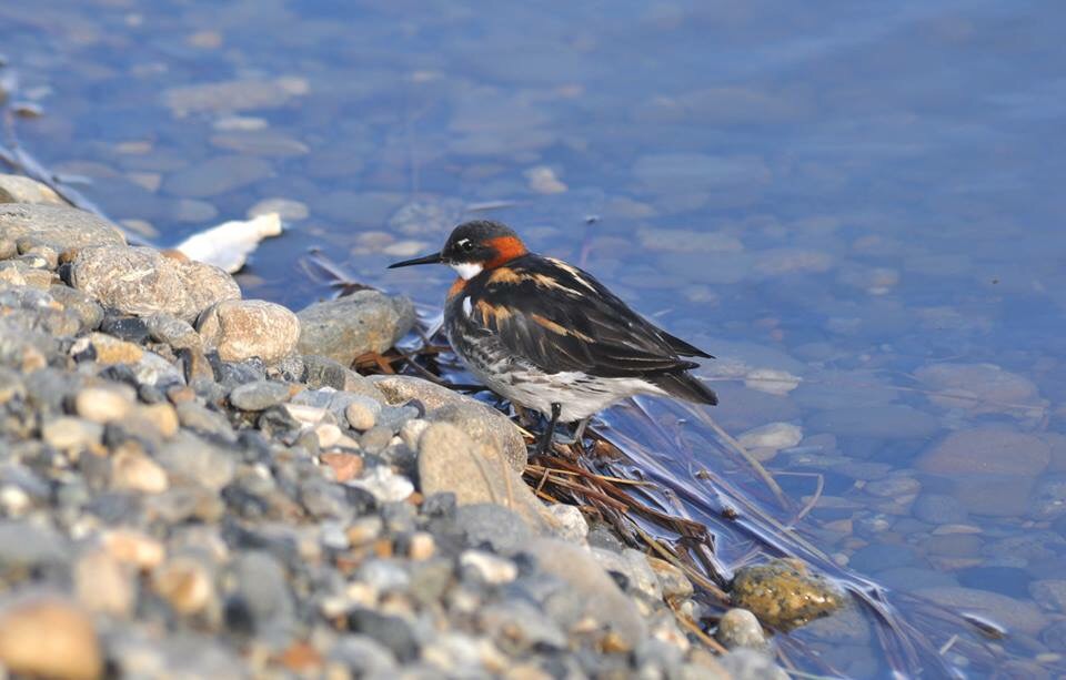 Red-necked Phalarope - Alaska