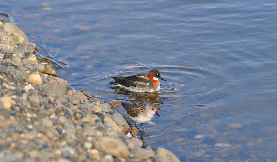 Red-necked Phalarope and Semi-palmated Sandpiper - Alaska