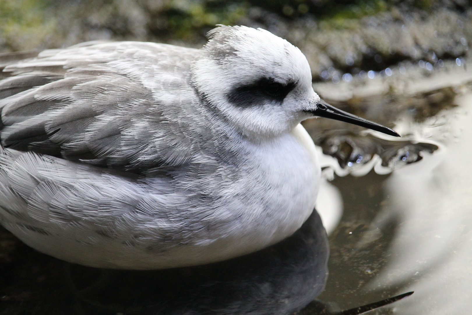 Red-necked Phalarope (Phalaropus lobatus)