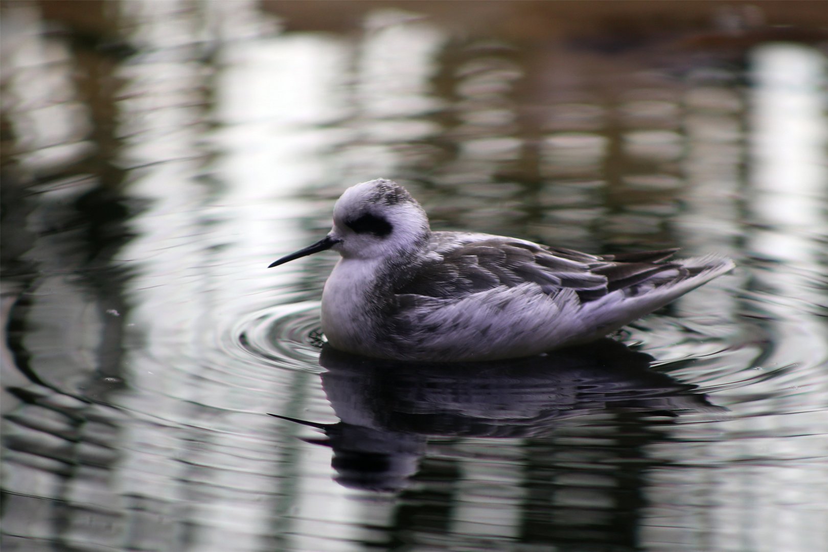 Red-necked Phalarope (Phalaropus lobatus)