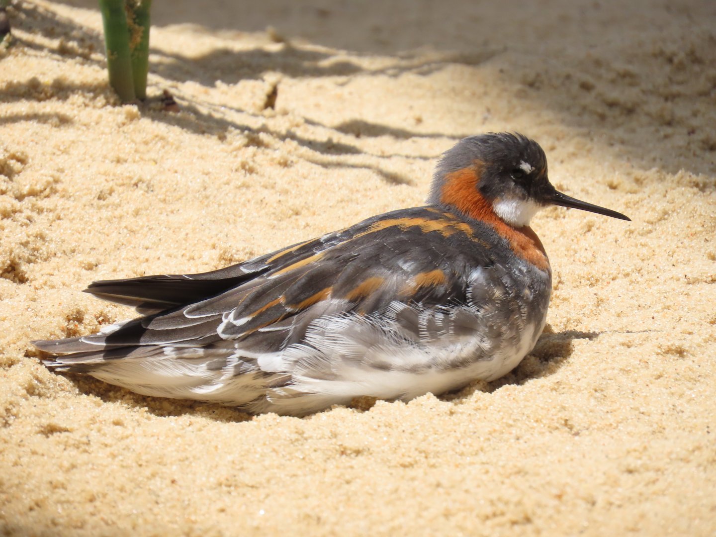 Red-necked Phalarope (Phalaropus lobatus)