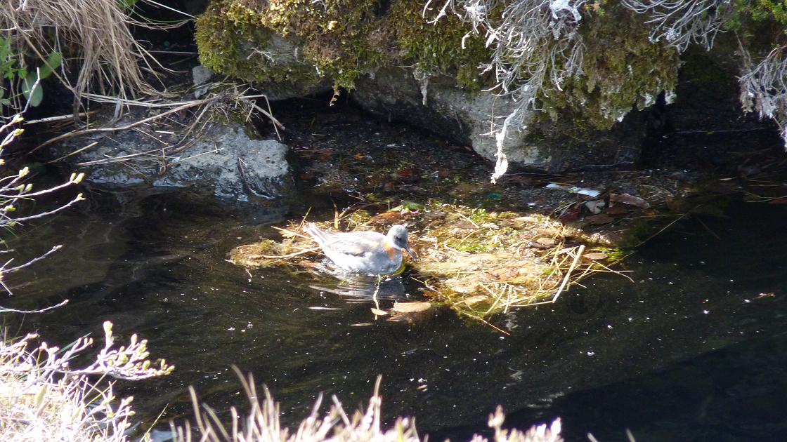 Red-necked Phalarope