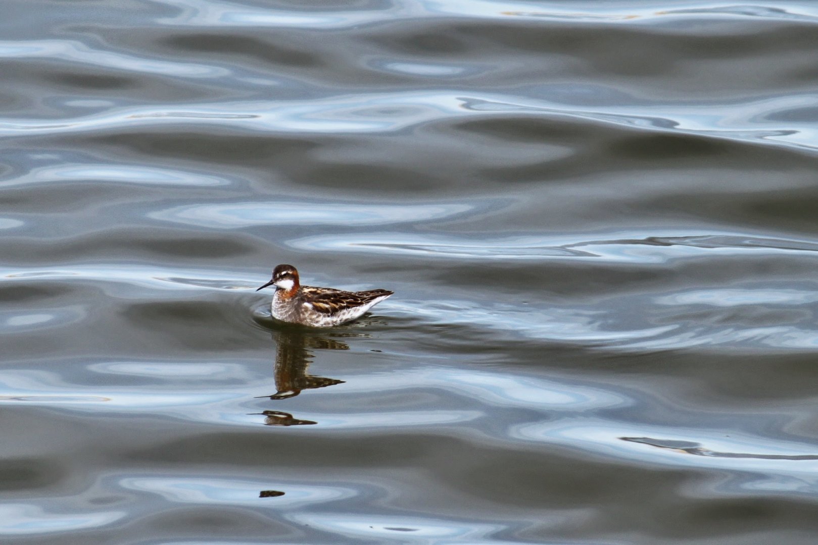 Red-necked Phalarope