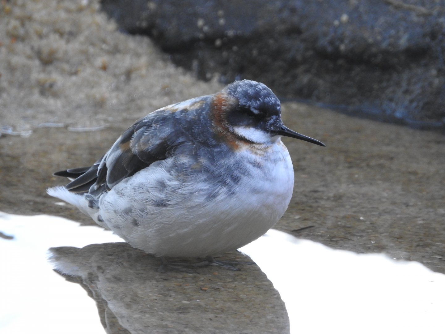 Red-necked Phalarope
