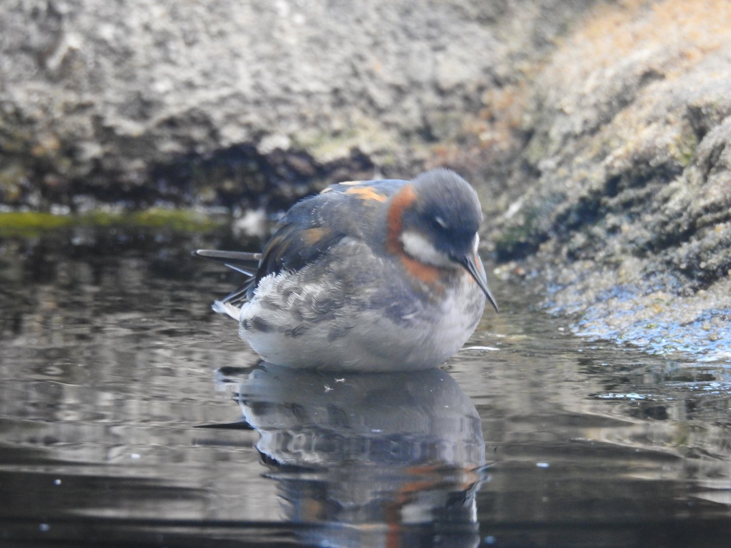 Red Necked Phalarope
