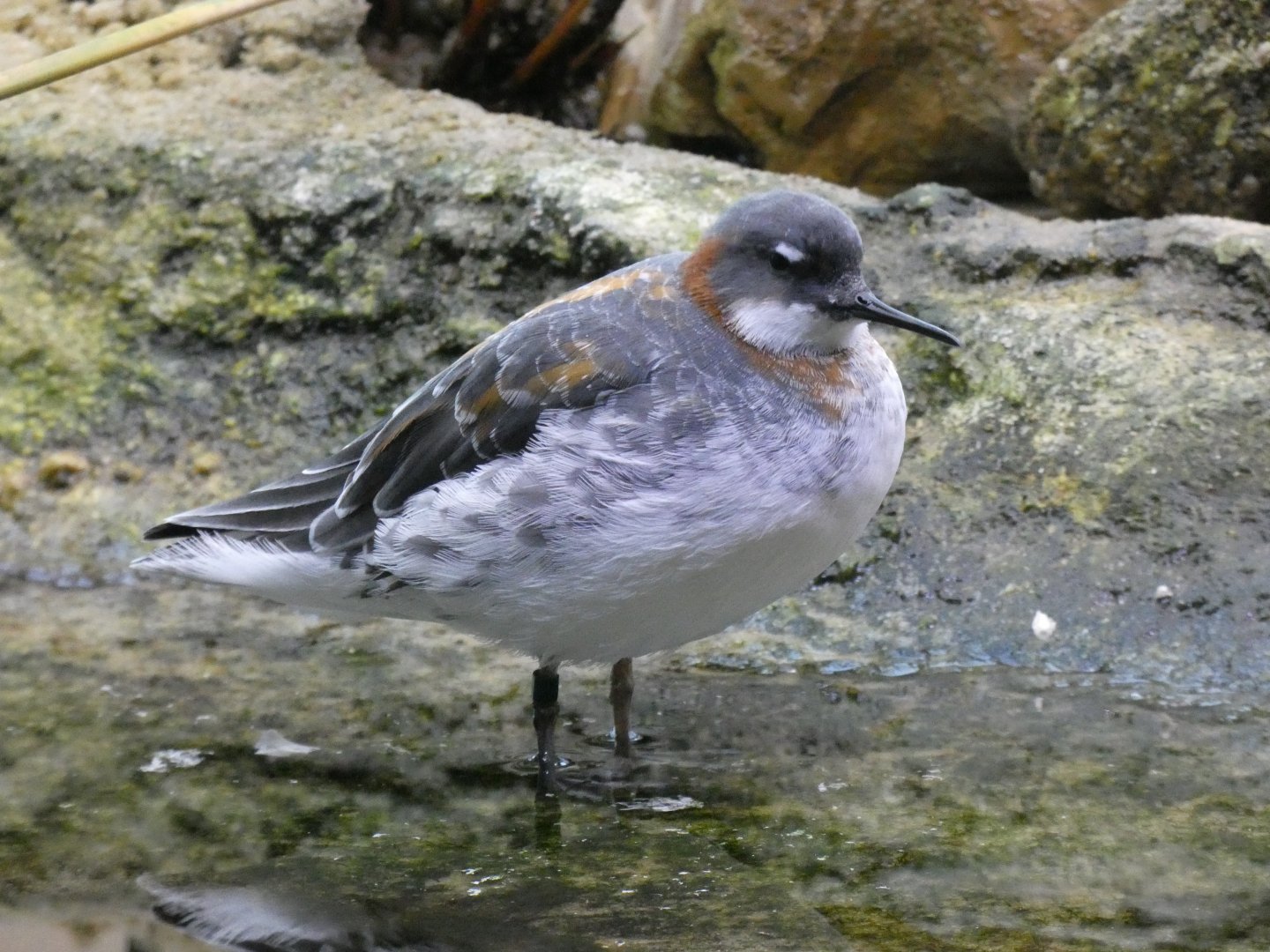 Red-necked phalarope