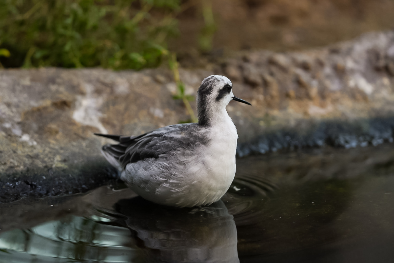 Red-Necked Phalarope