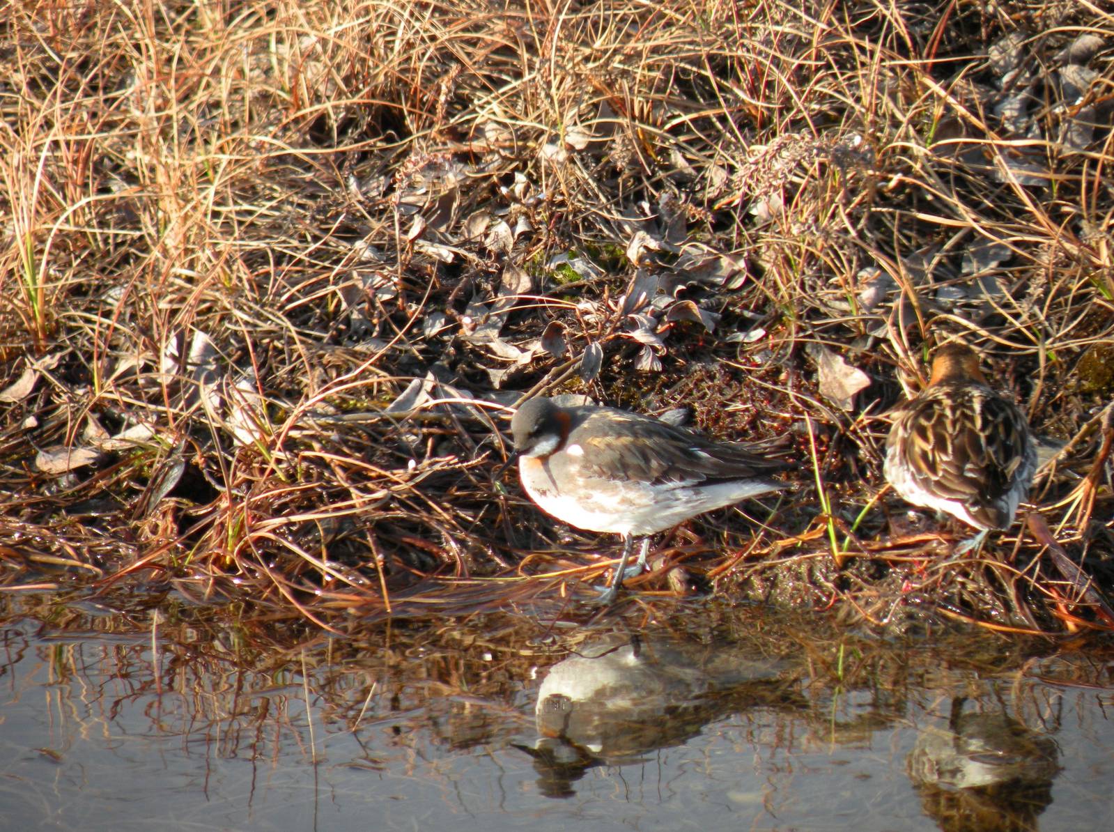 Red-necked Phalaropes