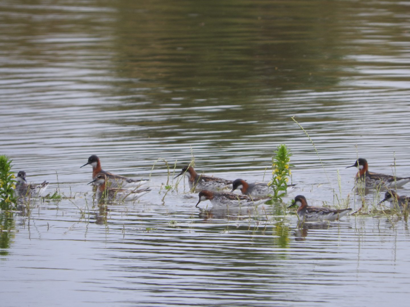Red-necked Phalaropes