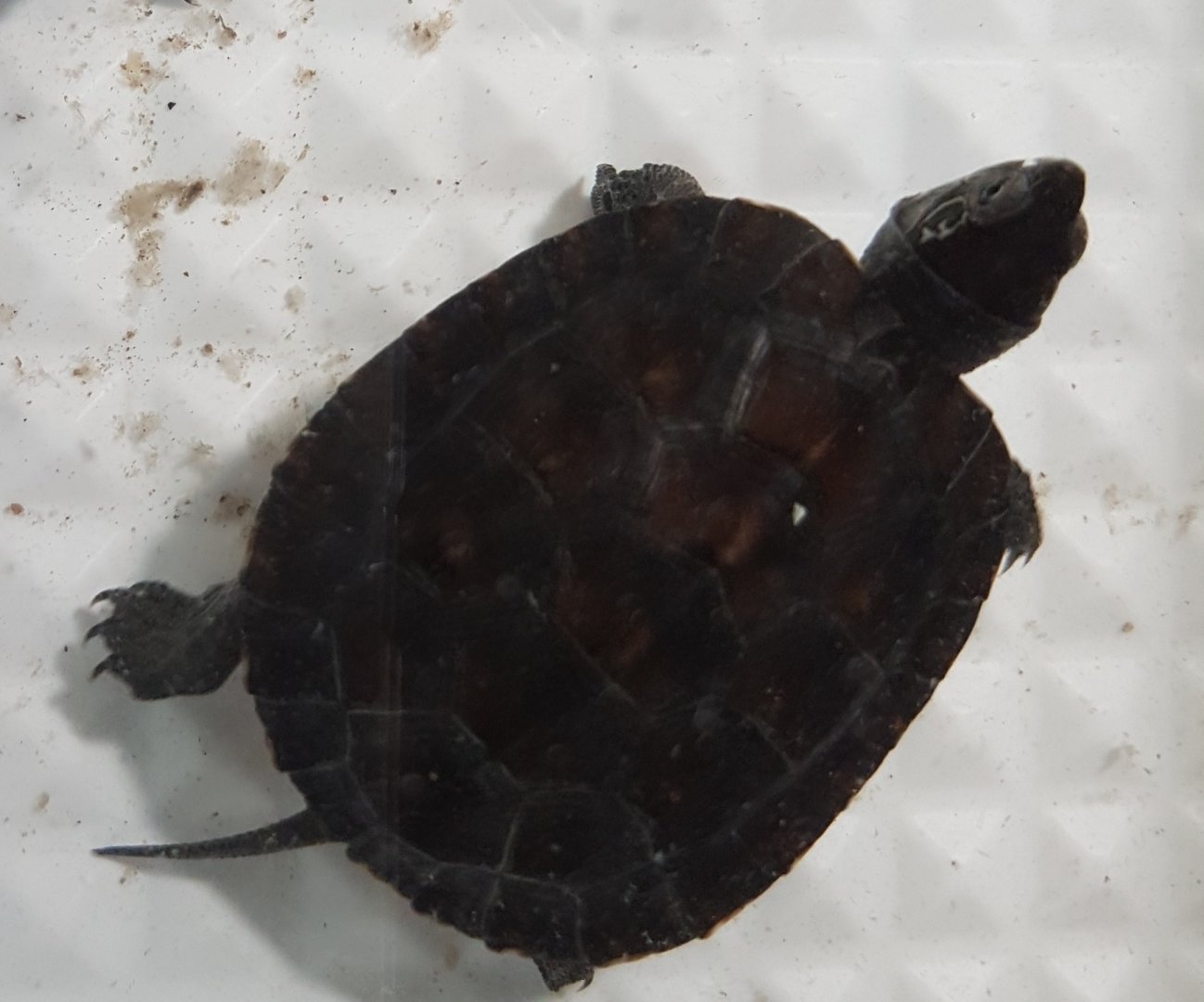 Red-necked pond turtle - Mauremys nigricans