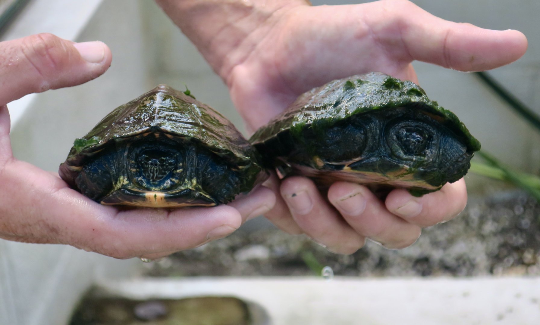Red-Necked Pond Turtle (Mauremys nigricans)